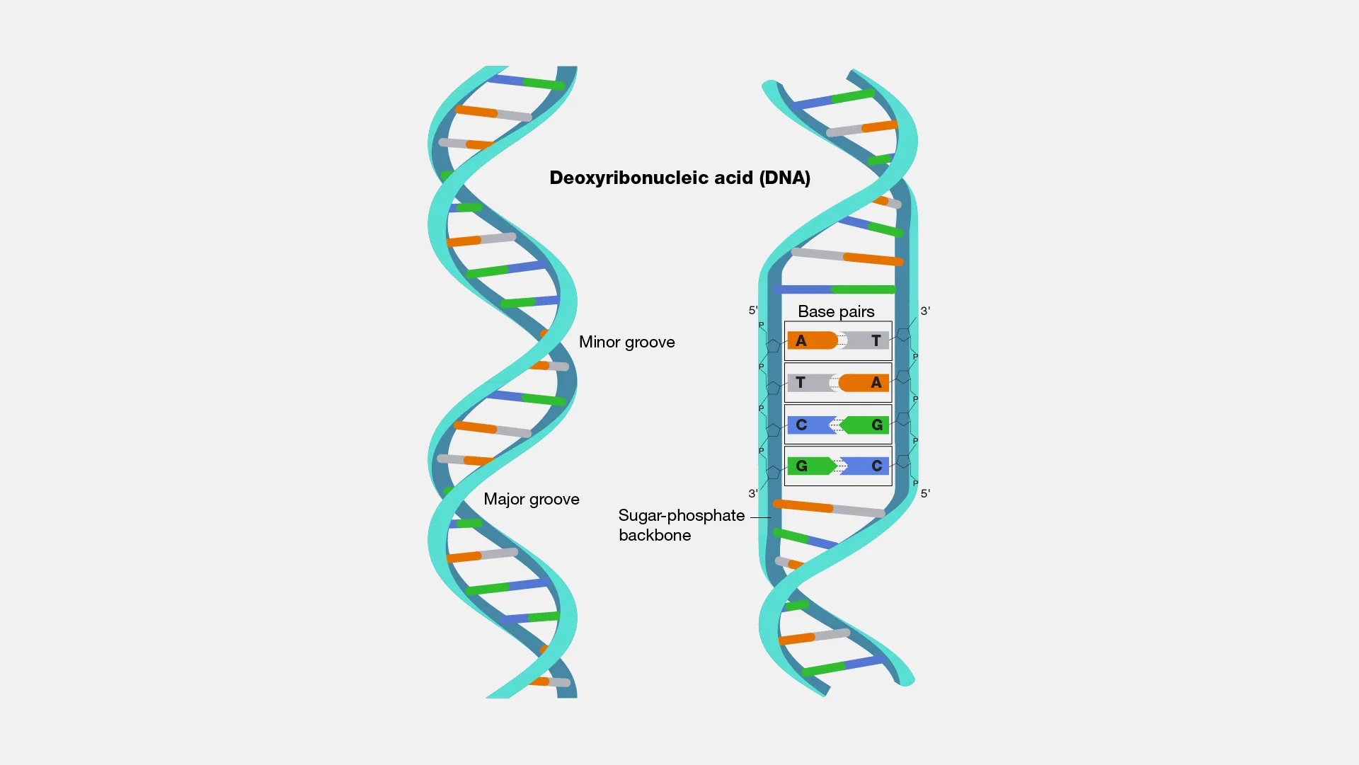 Double Helix