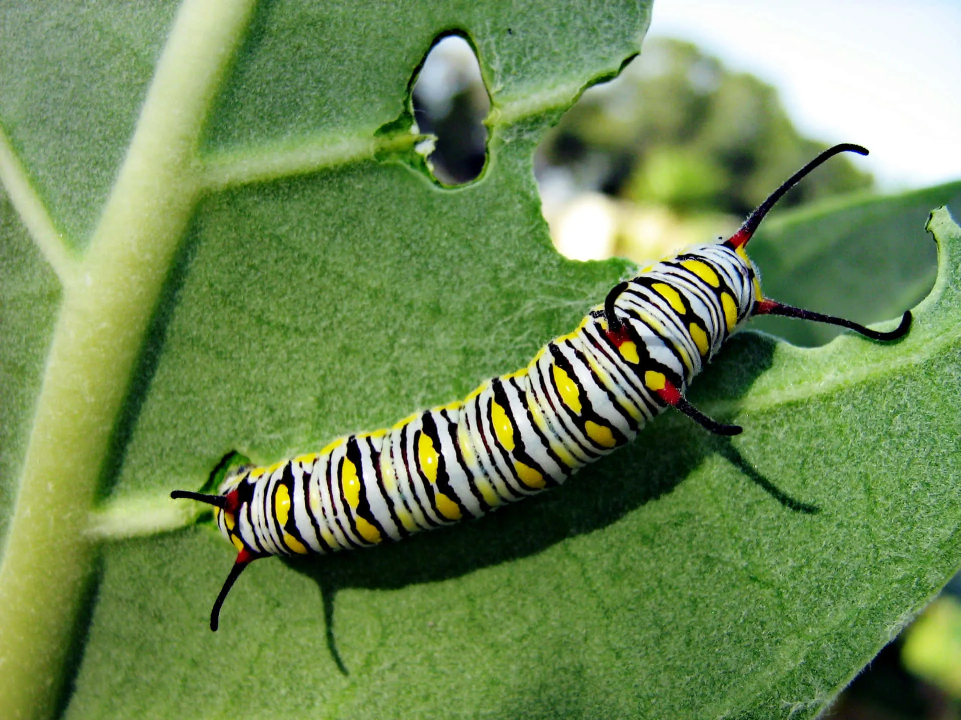 Download A Caterpillar On A Leaf