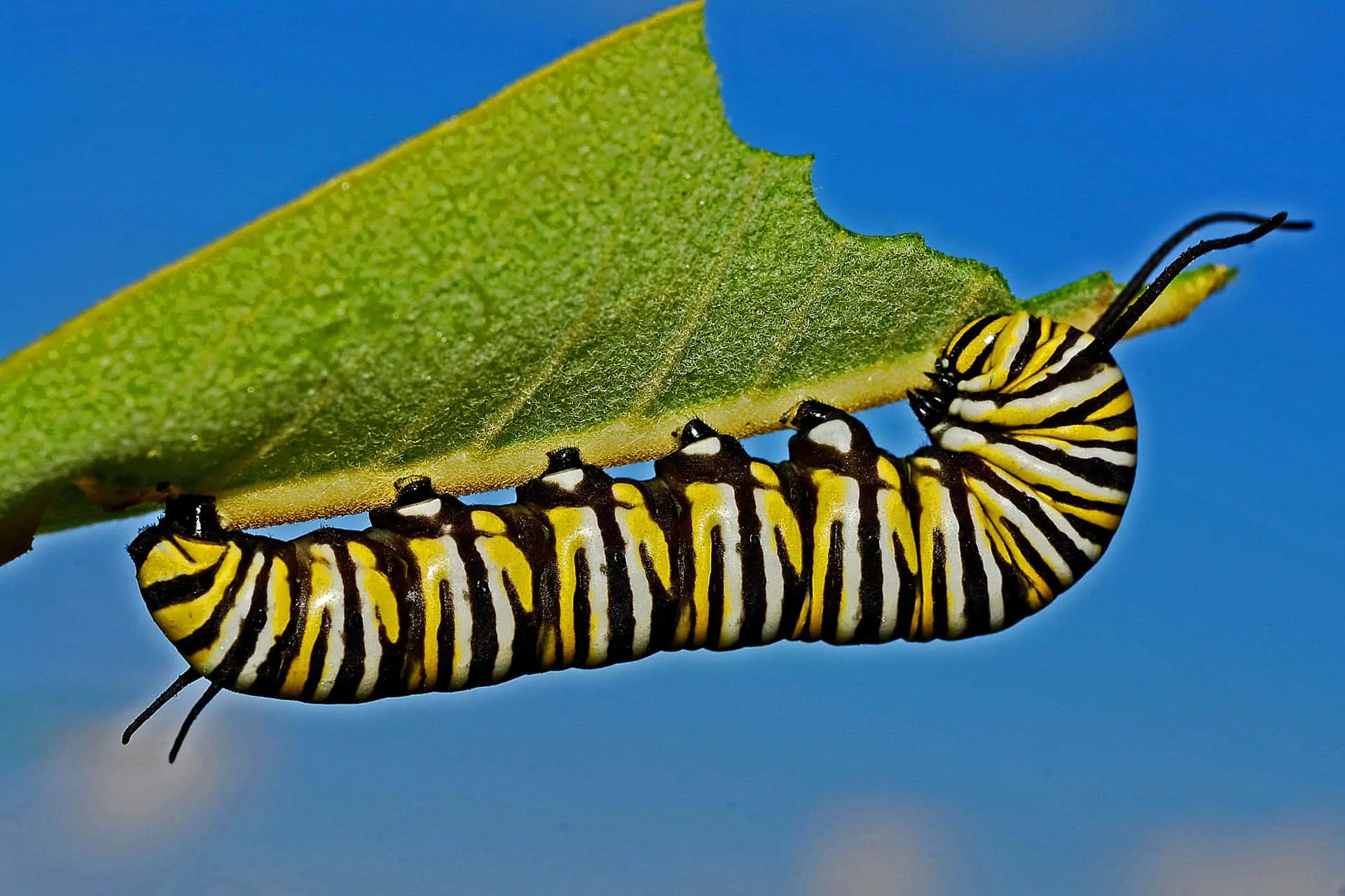 Download A Closeup Of A Brightly Colored Caterpillar