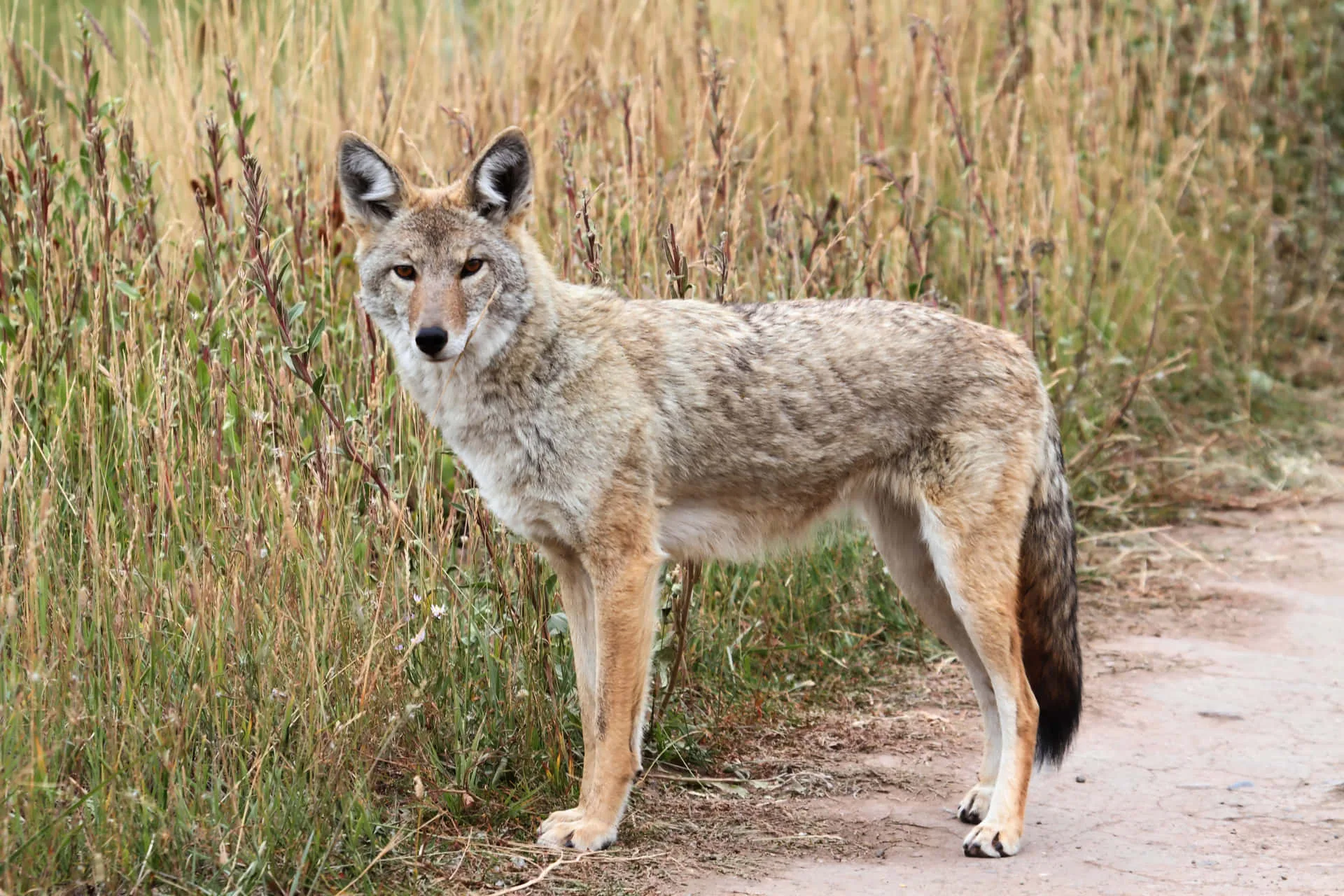 Download A Coyote Stalking Its Prey In The Desert