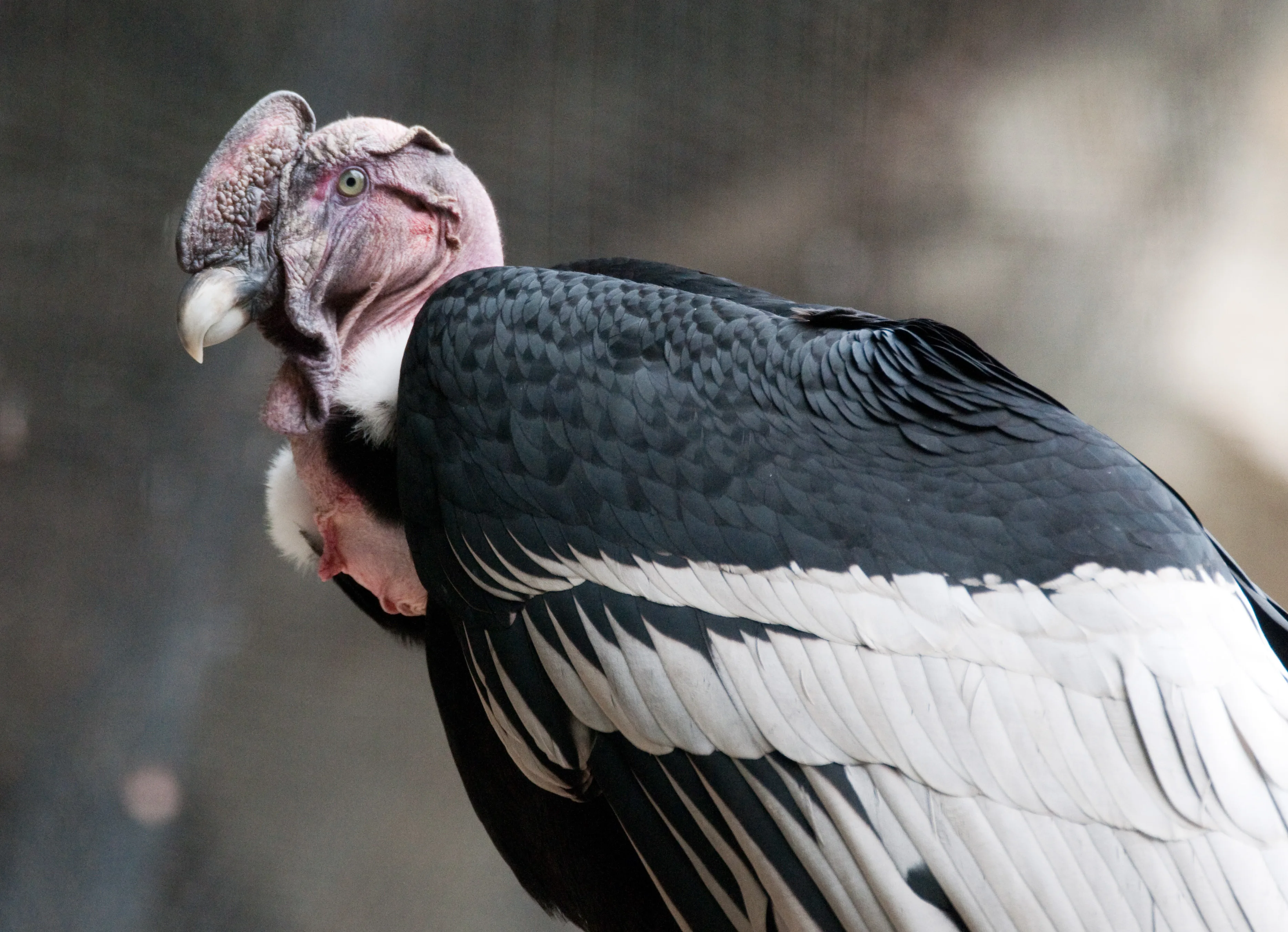 Download Animal Andean Condor Hd Wallpaper