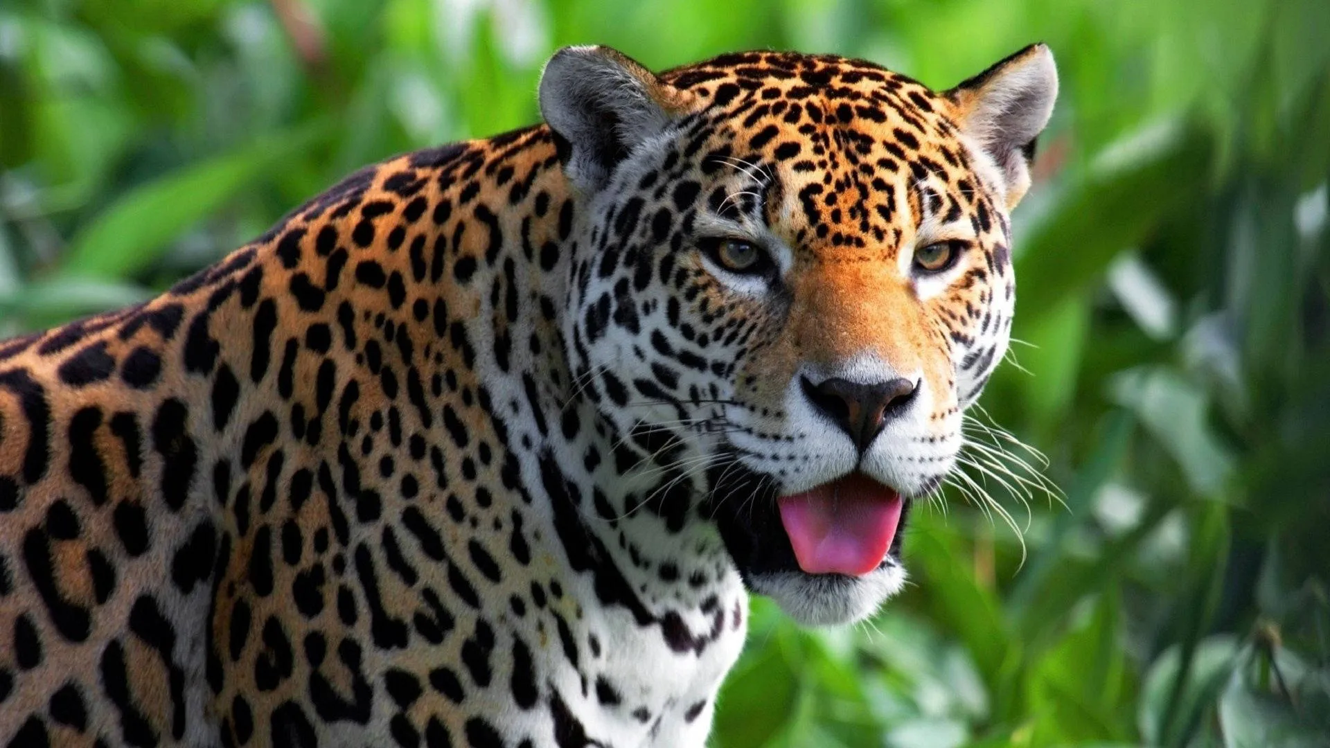 Download Arizona Jaguar Wallpaper