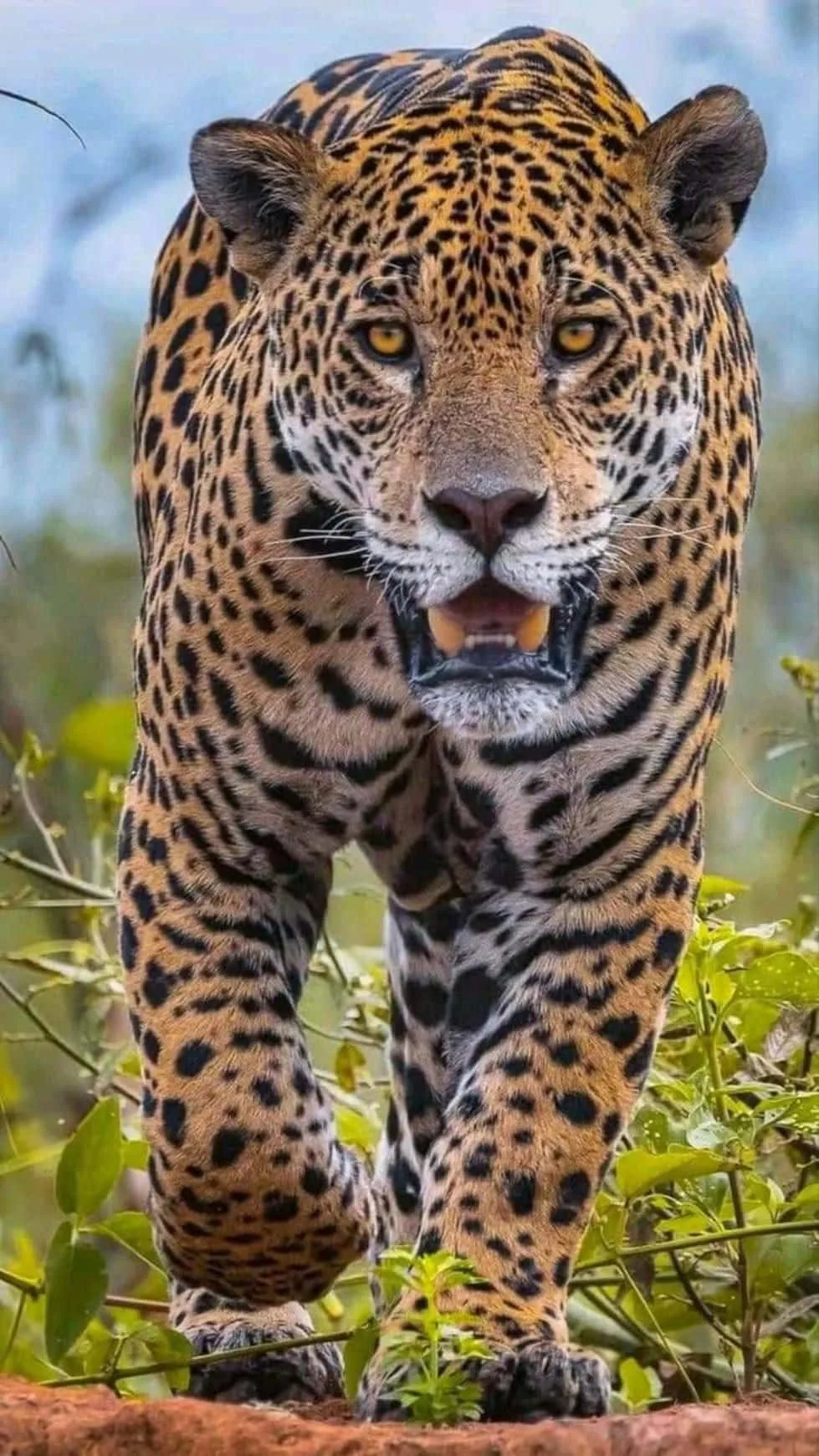 Download Beautiful Jaguar Animal Picture