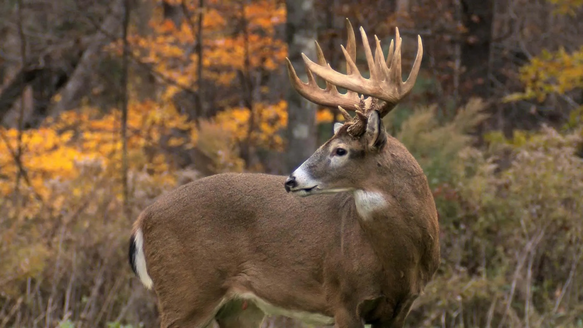 Download Buck Proudly Sporting His Antlers