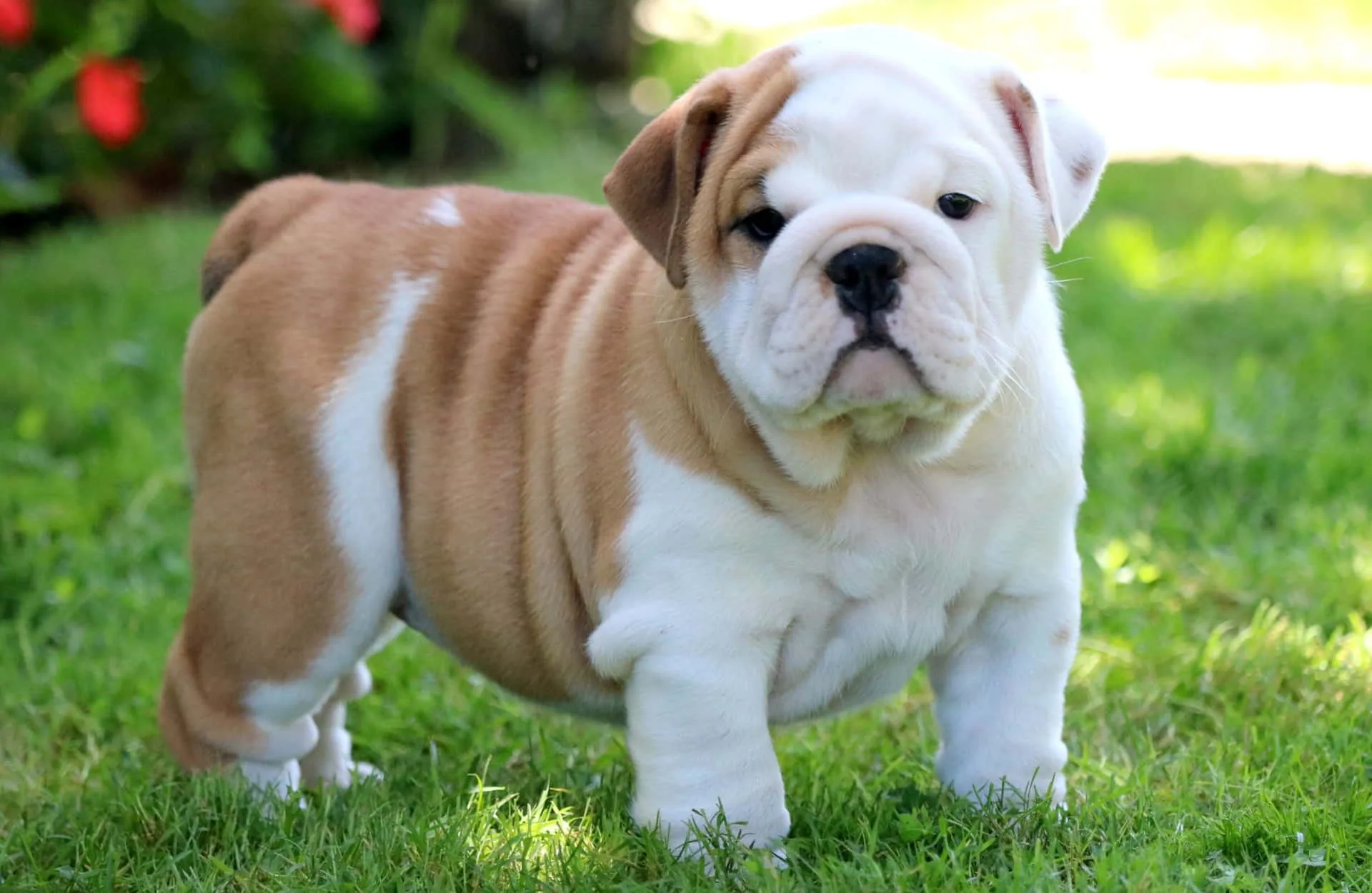 Download Chubby Adorable Puppy Bulldog Picture