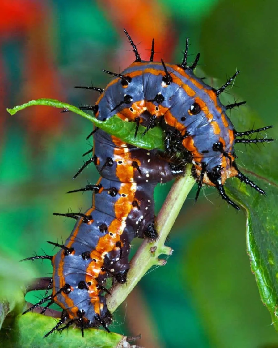 Download Colorful Caterpillar Insect Crawling
