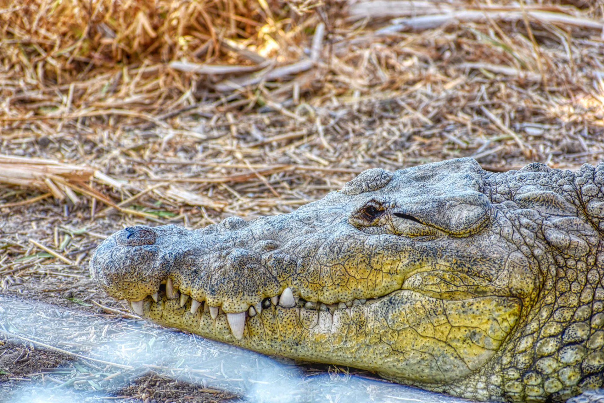 Download Crocodile On Land Awesome Animal Wallpaper