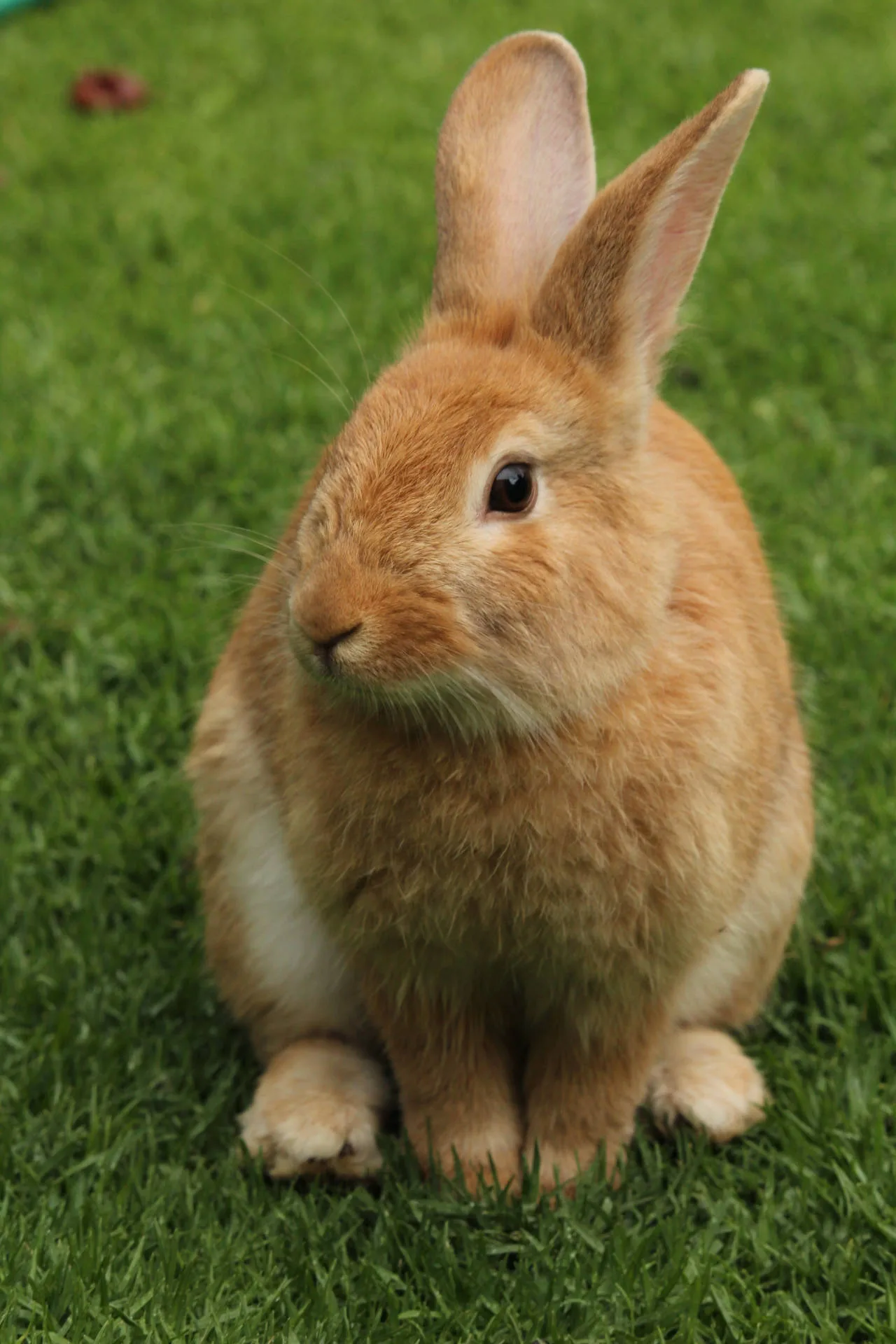 Download Cute Animal Brown Rabbit Wallpaper