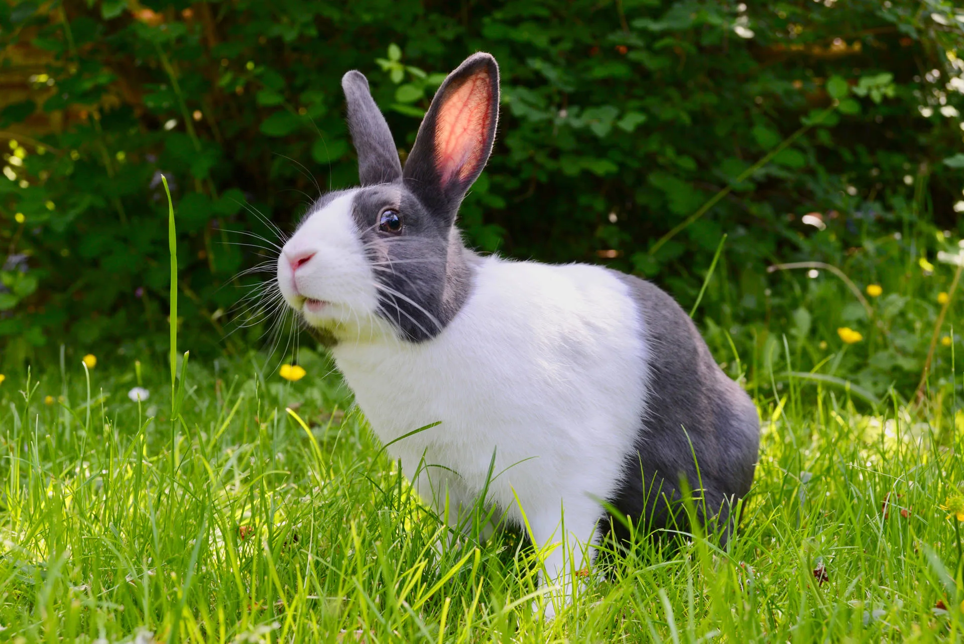 Download Cute Animal Rabbit In Garden Wallpaper