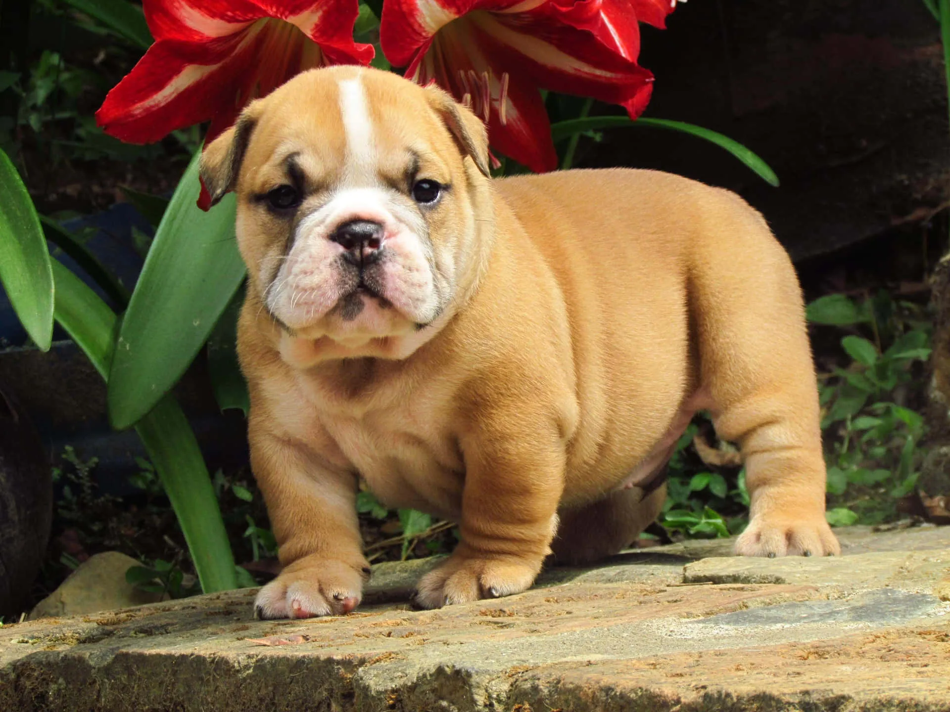 Download Cute Brown Puppy Bulldog Picture