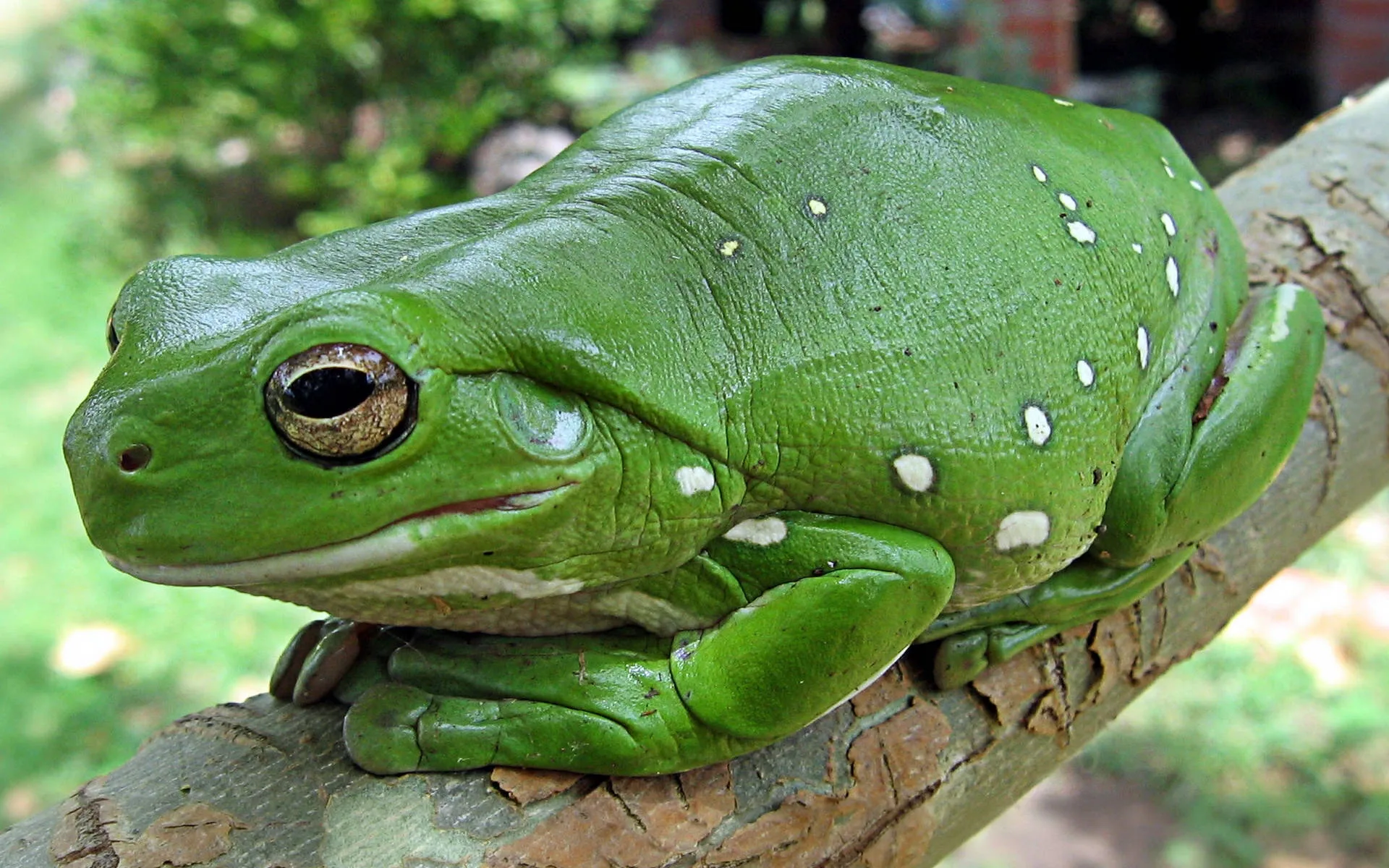 Download Cute Frog Resting On A Tree Wallpaper