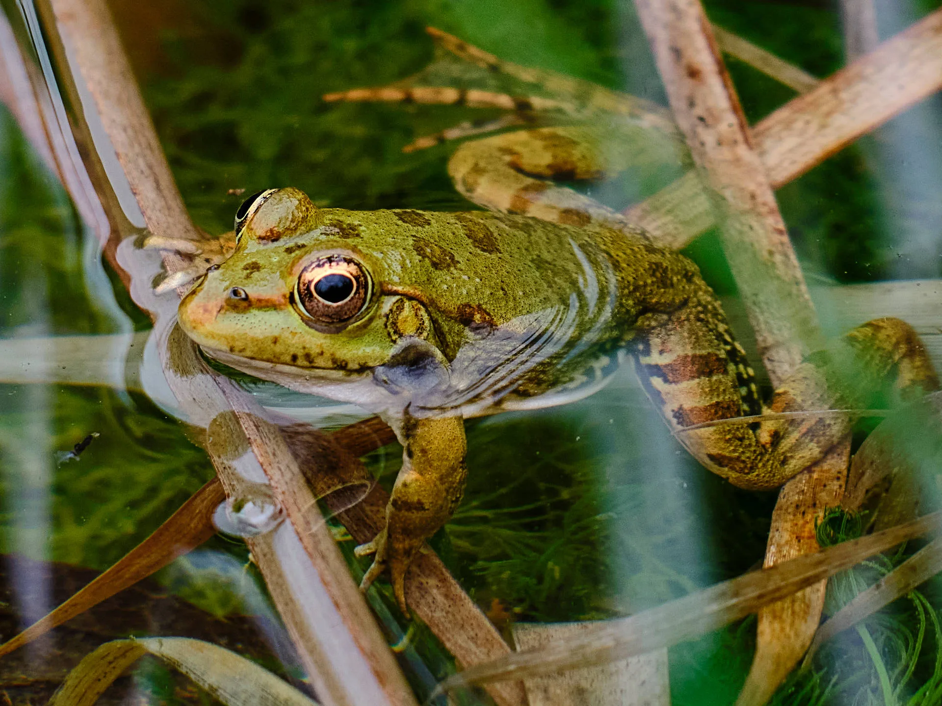 Download Cute Frog Swimming In Water Wallpaper