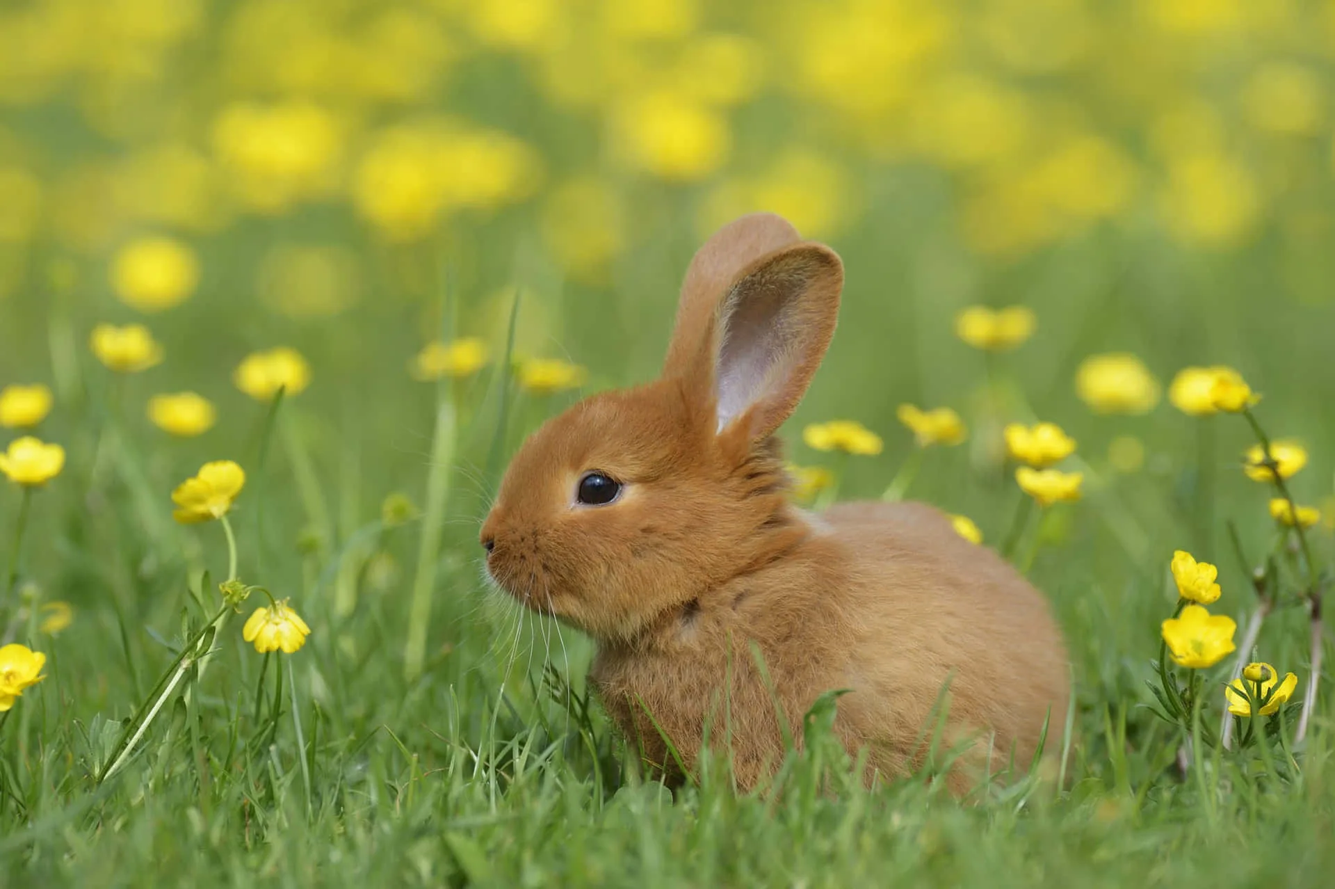 Download Cute Small Rabbit Pictures