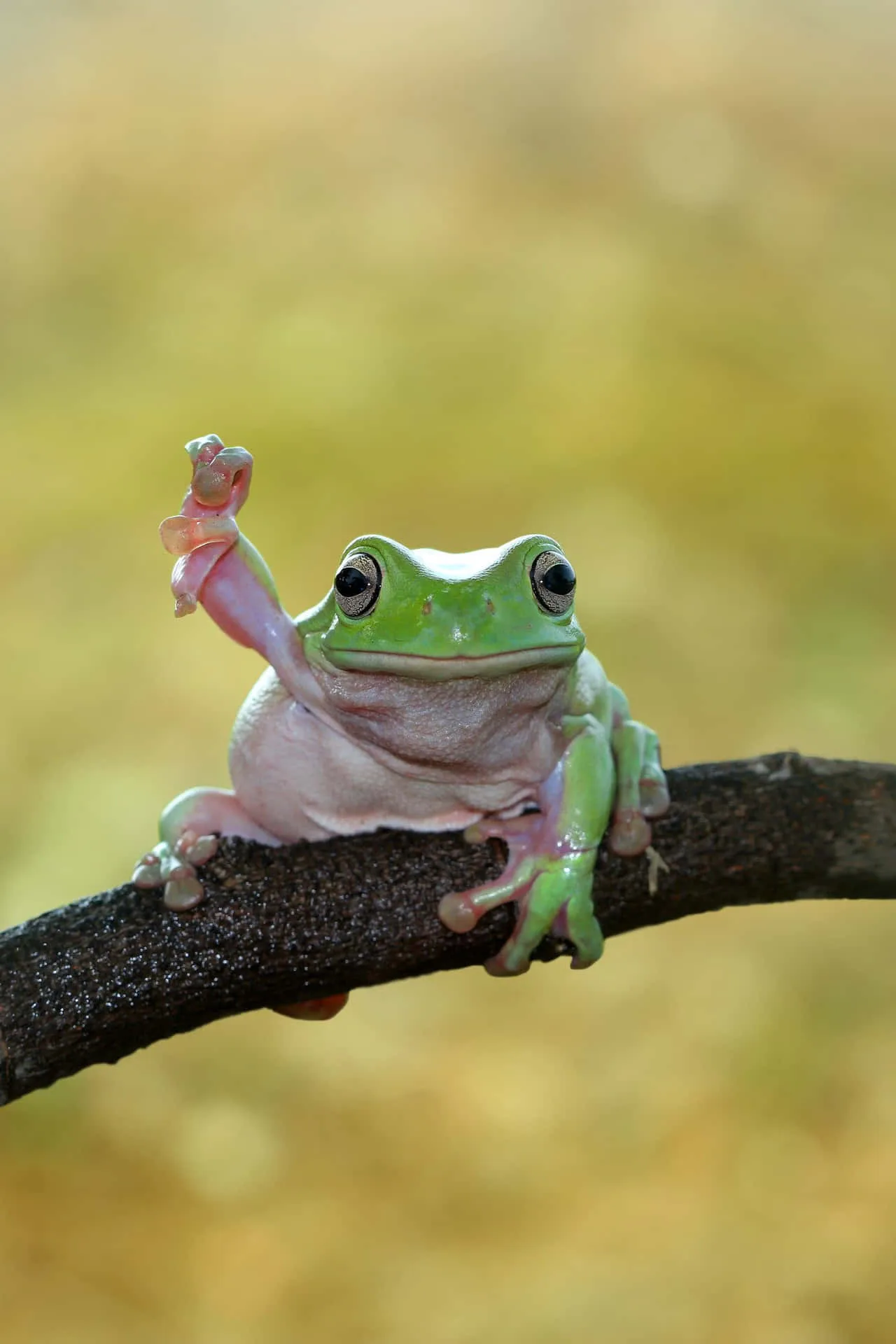 Download Funny Frog Raising Hand Pictures