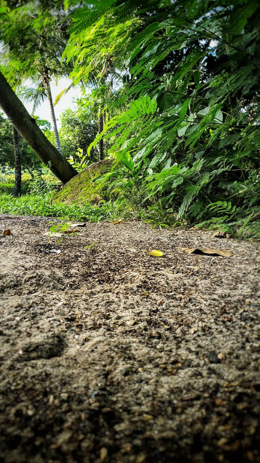 Download Ground Jungle Iphone Wallpaper