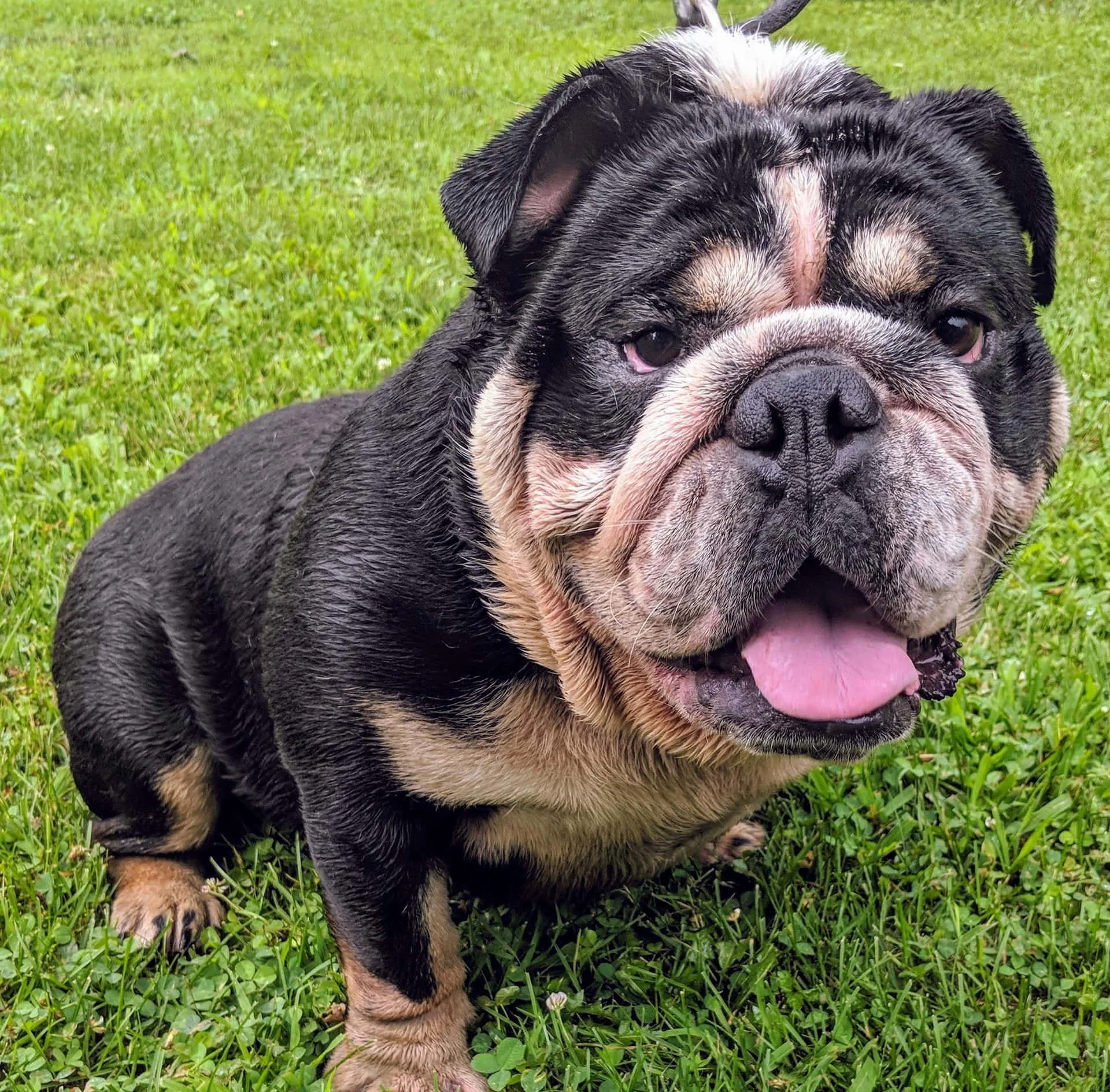 Download Image Adorable Bulldog Sitting On A Pillow