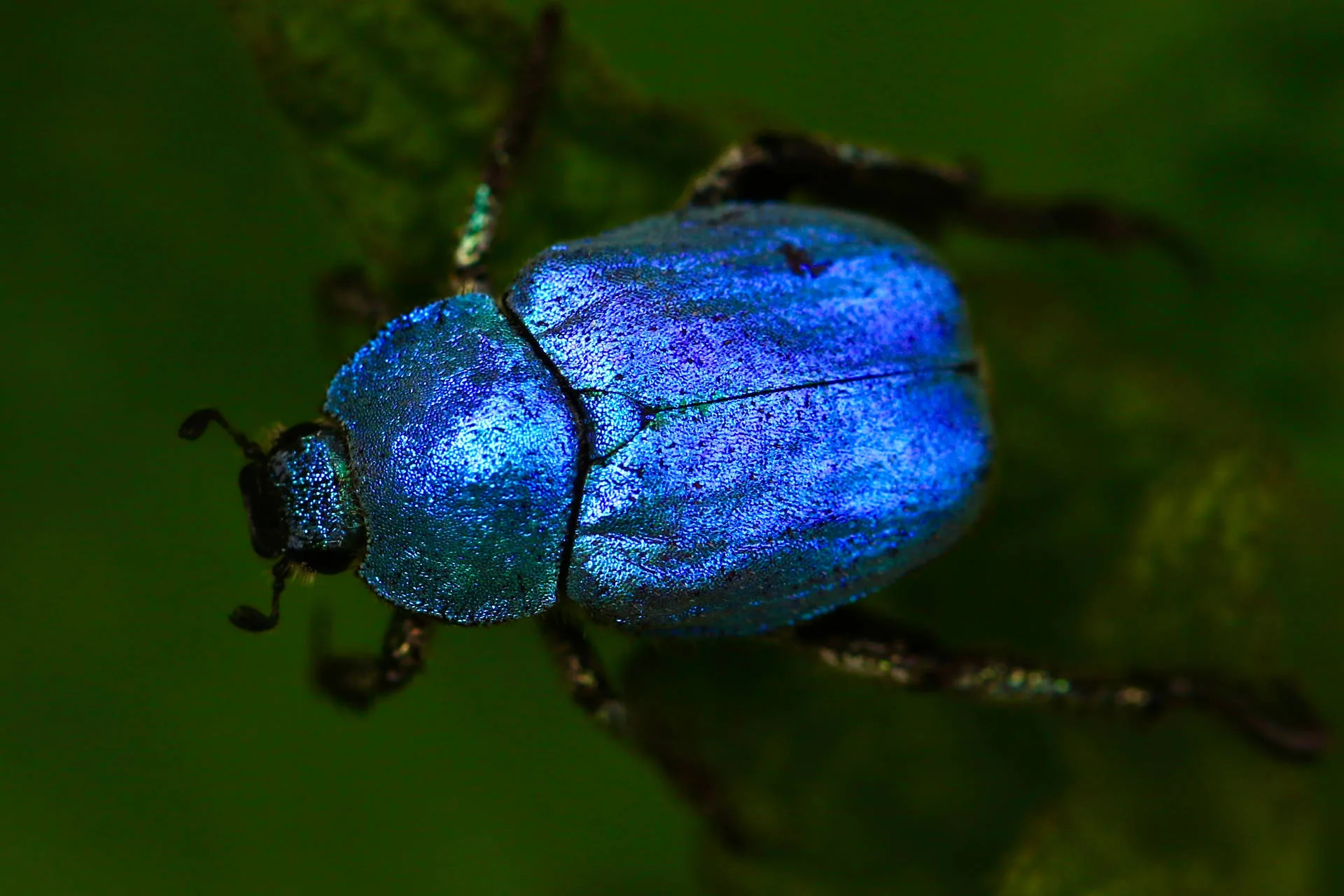 Download Insect Beetle Metallic Violet Body Wallpaper