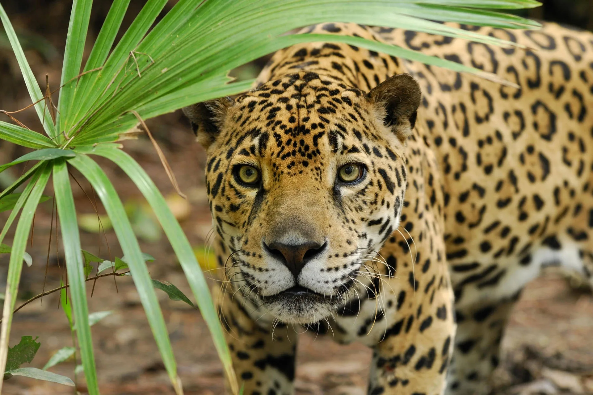 Download Jaguar Near Palm Fronds Wallpaper