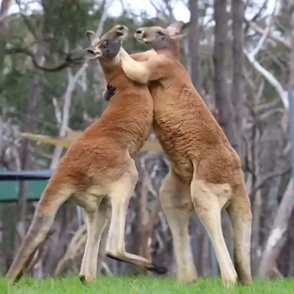 Download Kangaroo Pictures