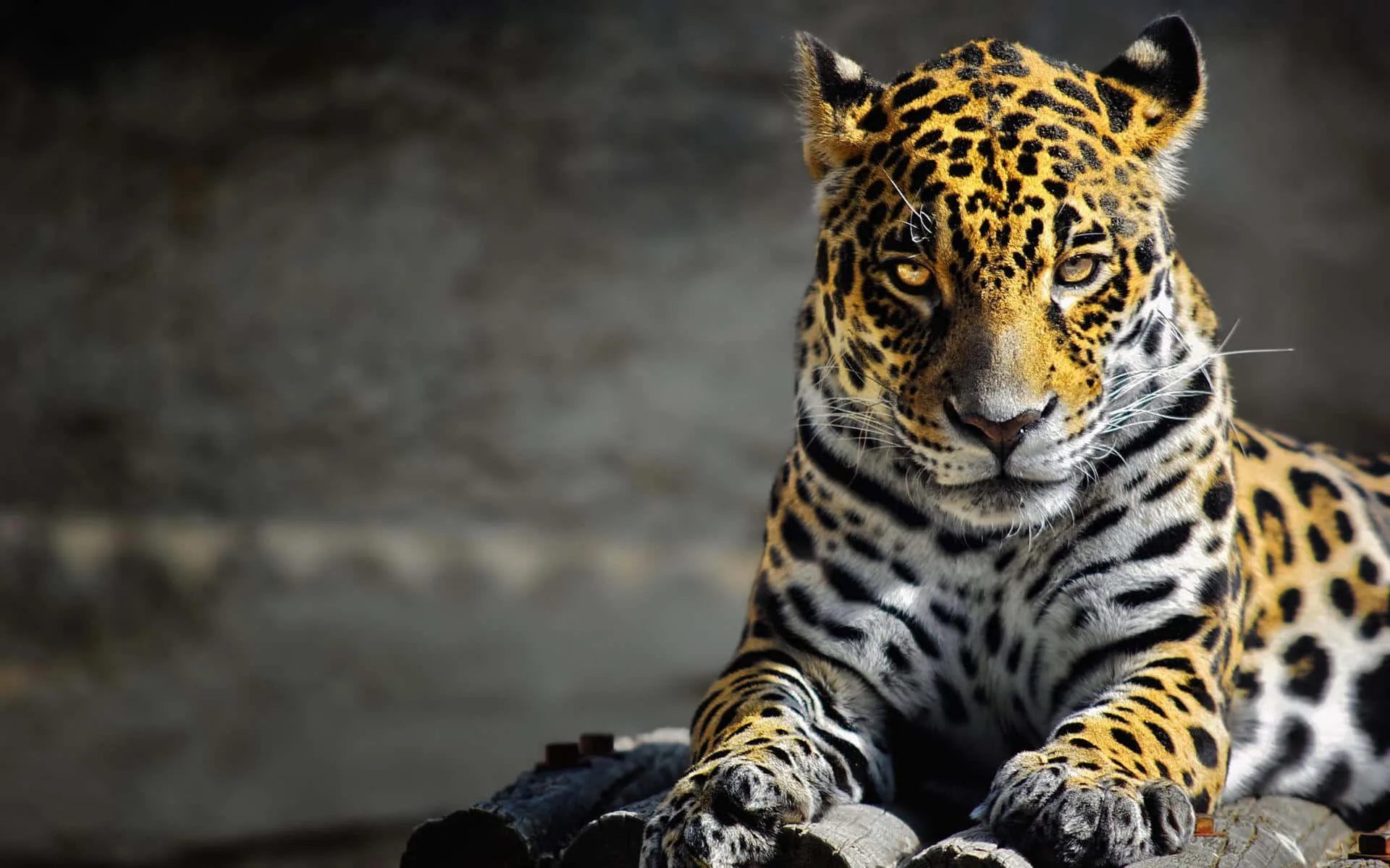 Download Magnificent Jaguar Sports Car