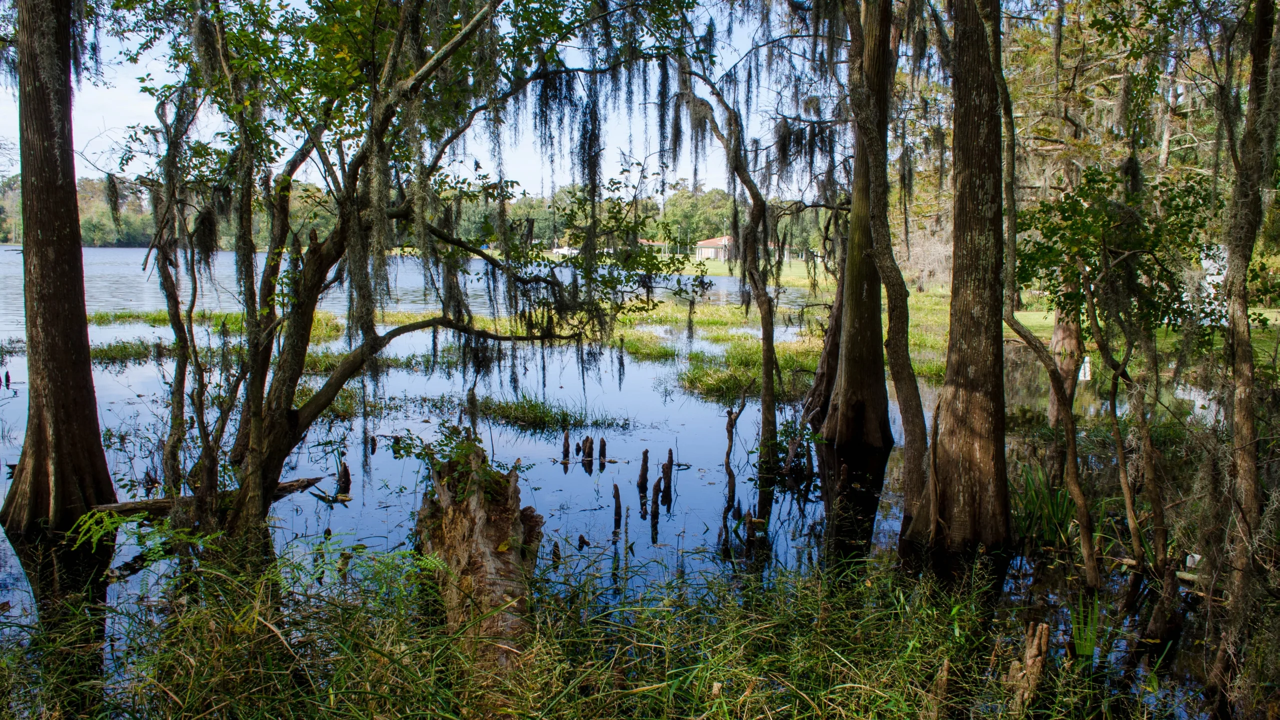 Download Nature Swamp Hd Wallpaper
