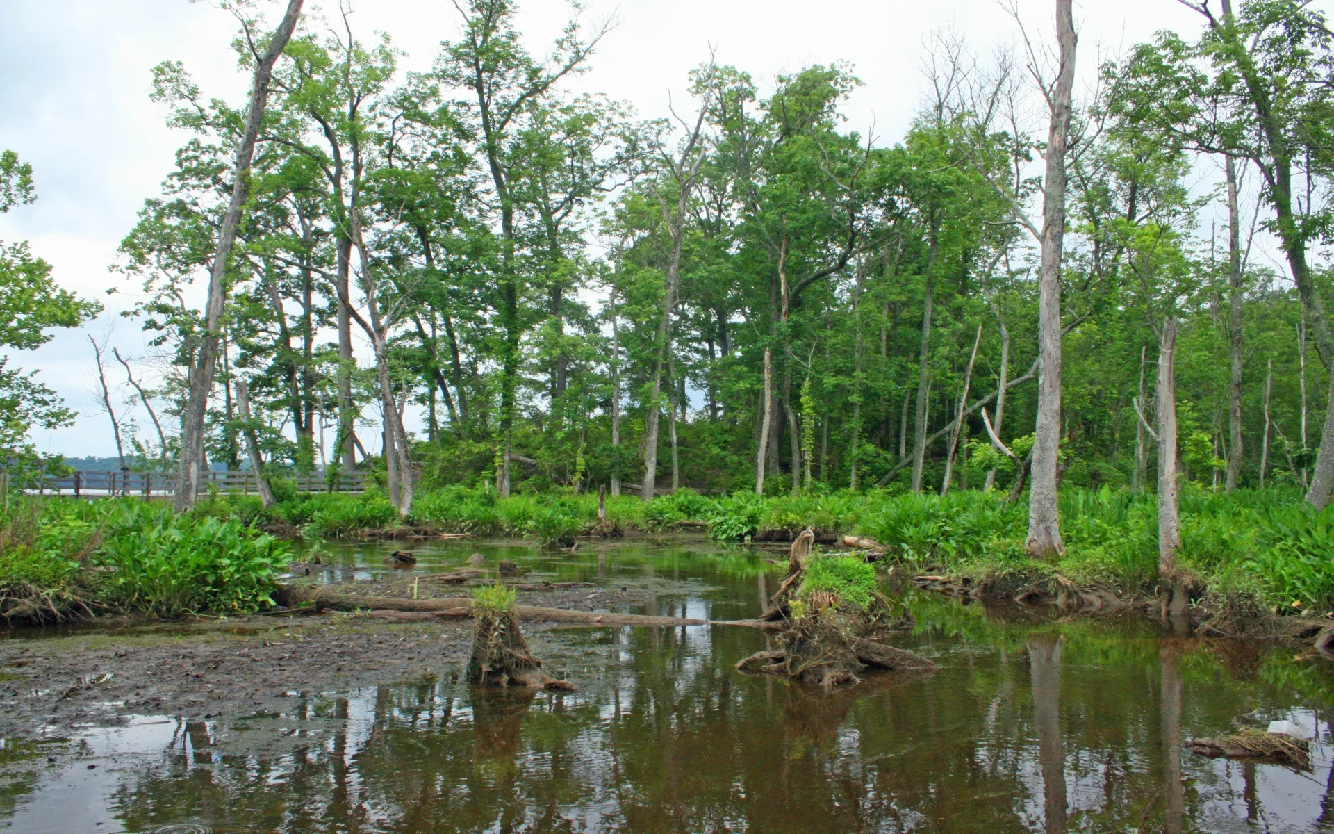 Download Nature Swamp Hd Wallpaper