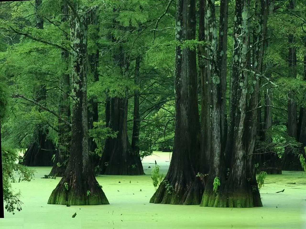Download Nature Swamp Image
