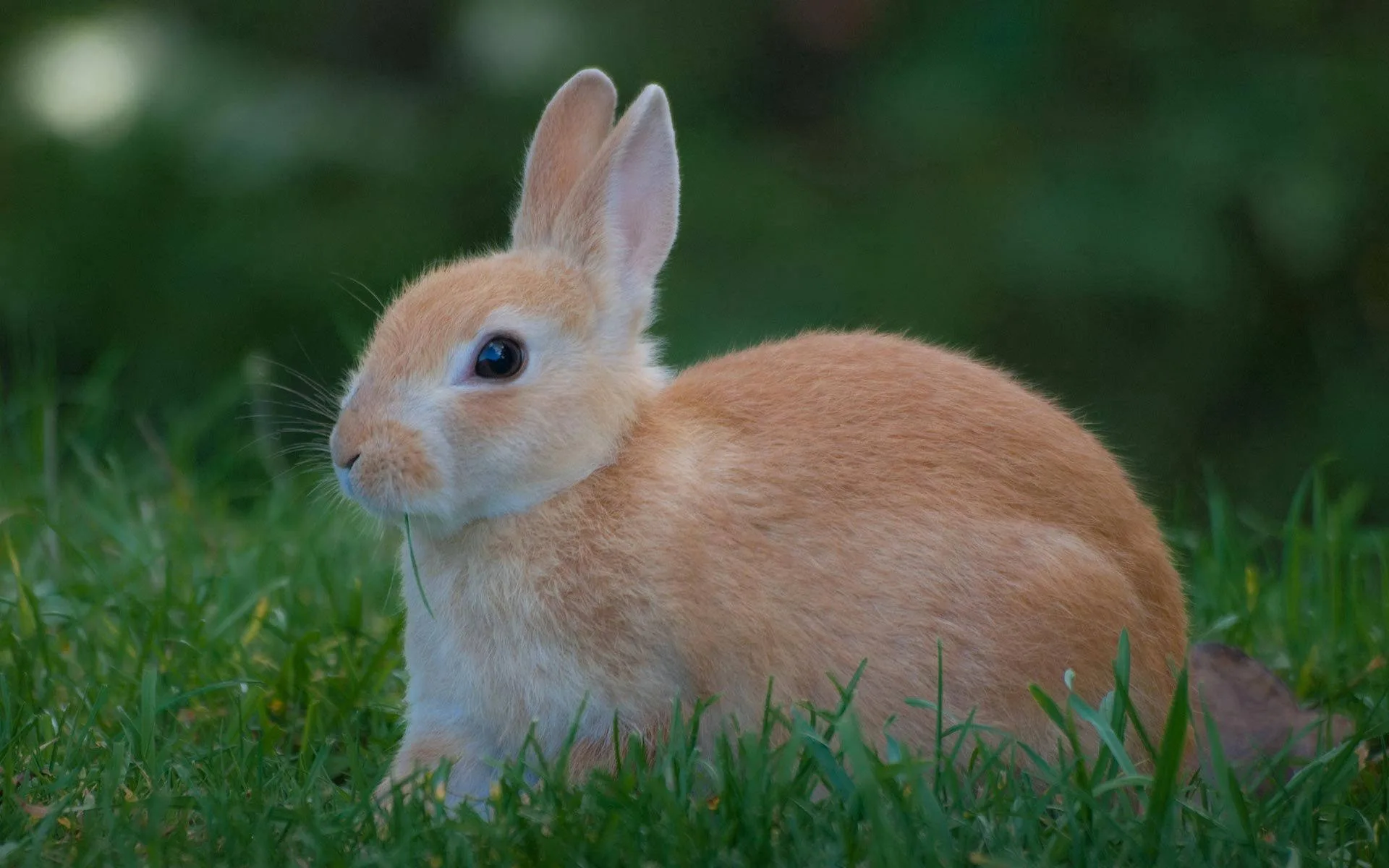 Download Rabbit Wallpaper