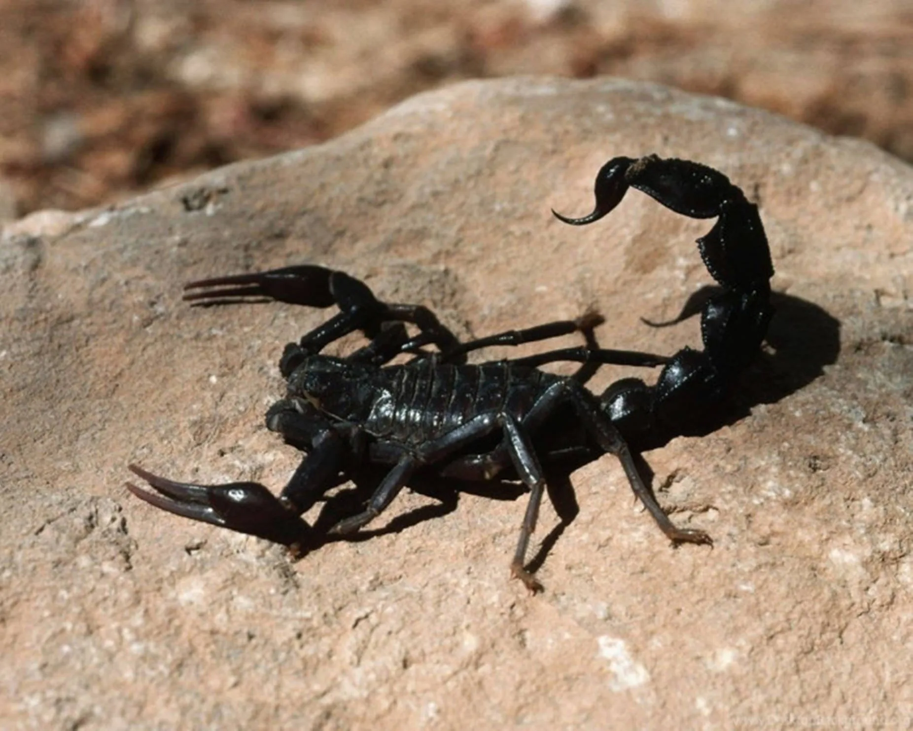 Download Scorpion Black On Brown Rock Wallpaper
