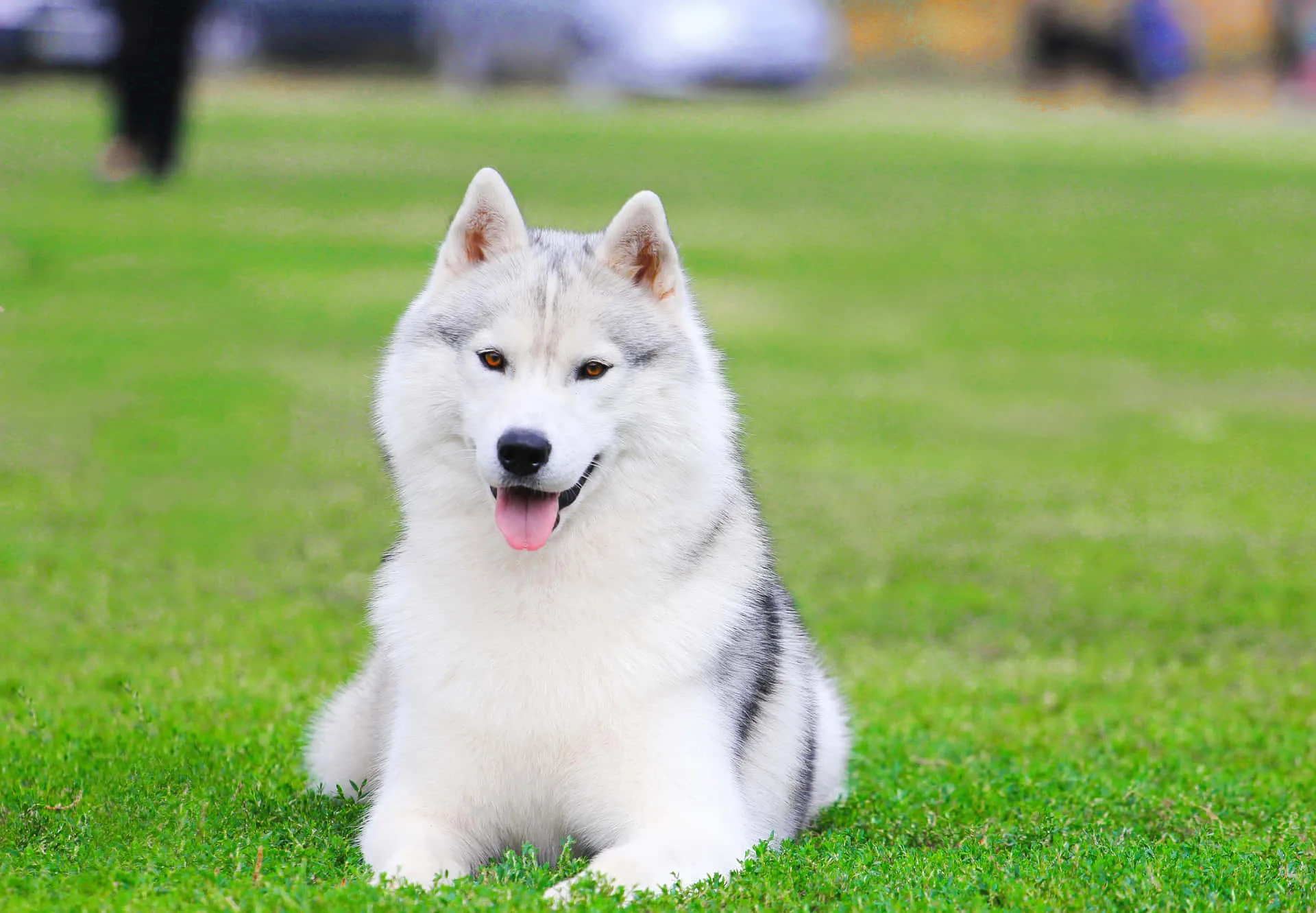 Download Siberian Husky Picture Cute Dog