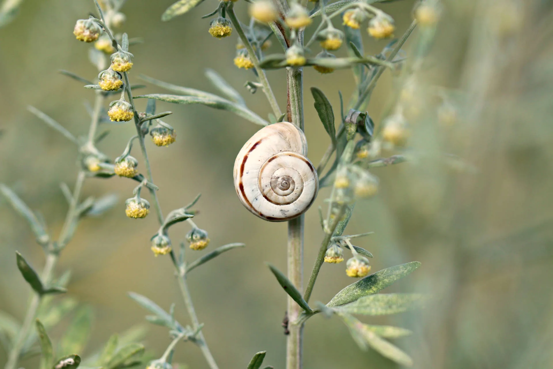Download Snail Plant Aesthetic Wallpaper