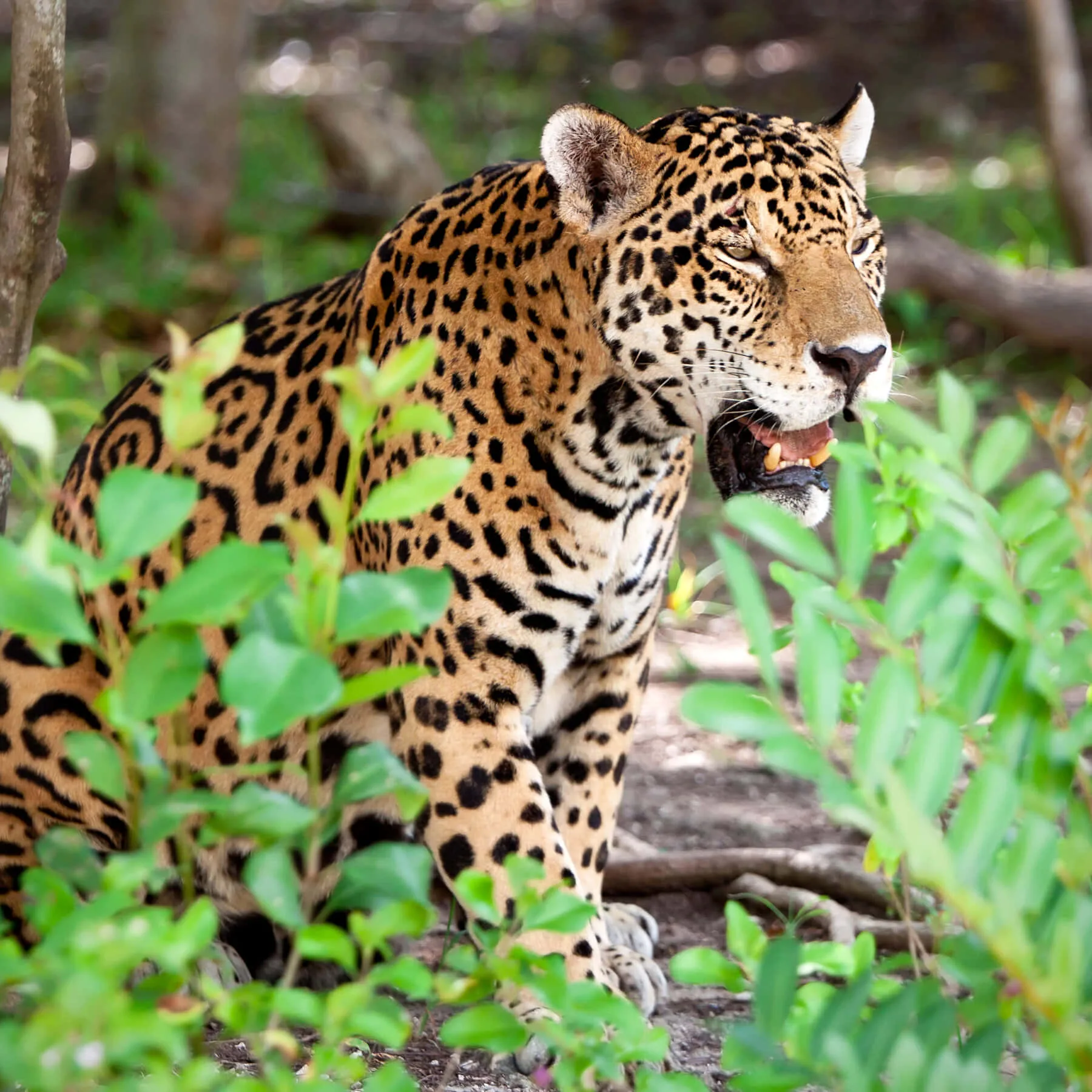 Download The Fast And Luxurious Jaguar