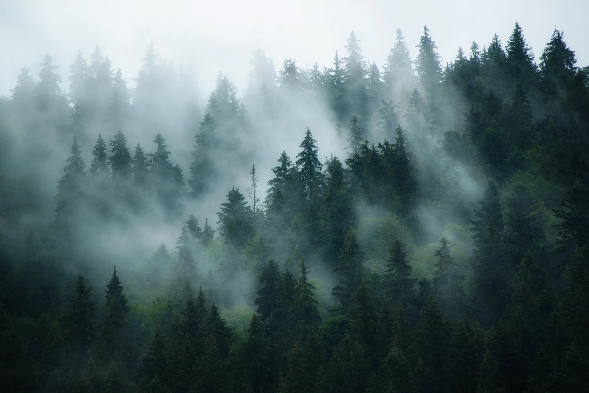 Download Tree Forest Nature Fog Hd Wallpaper