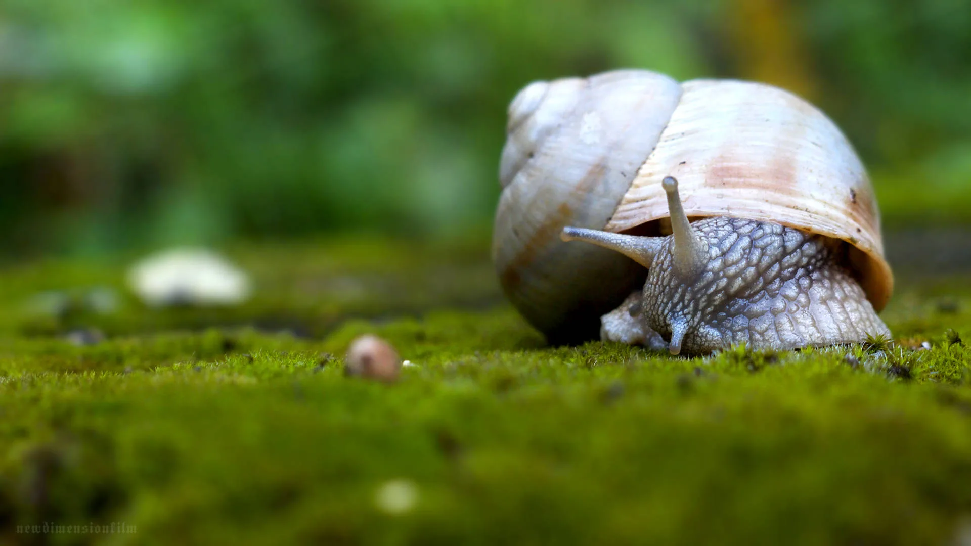 Download White Brown Snail Wallpaper