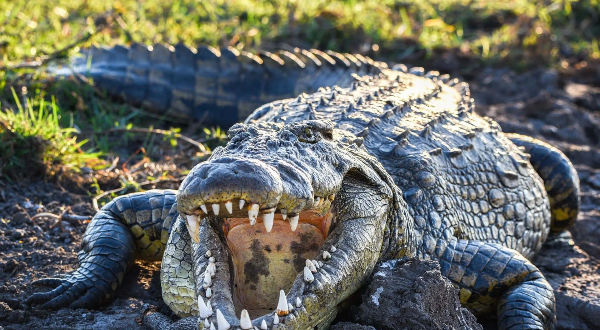 Download Wild Crocodile Open Mouth Picture