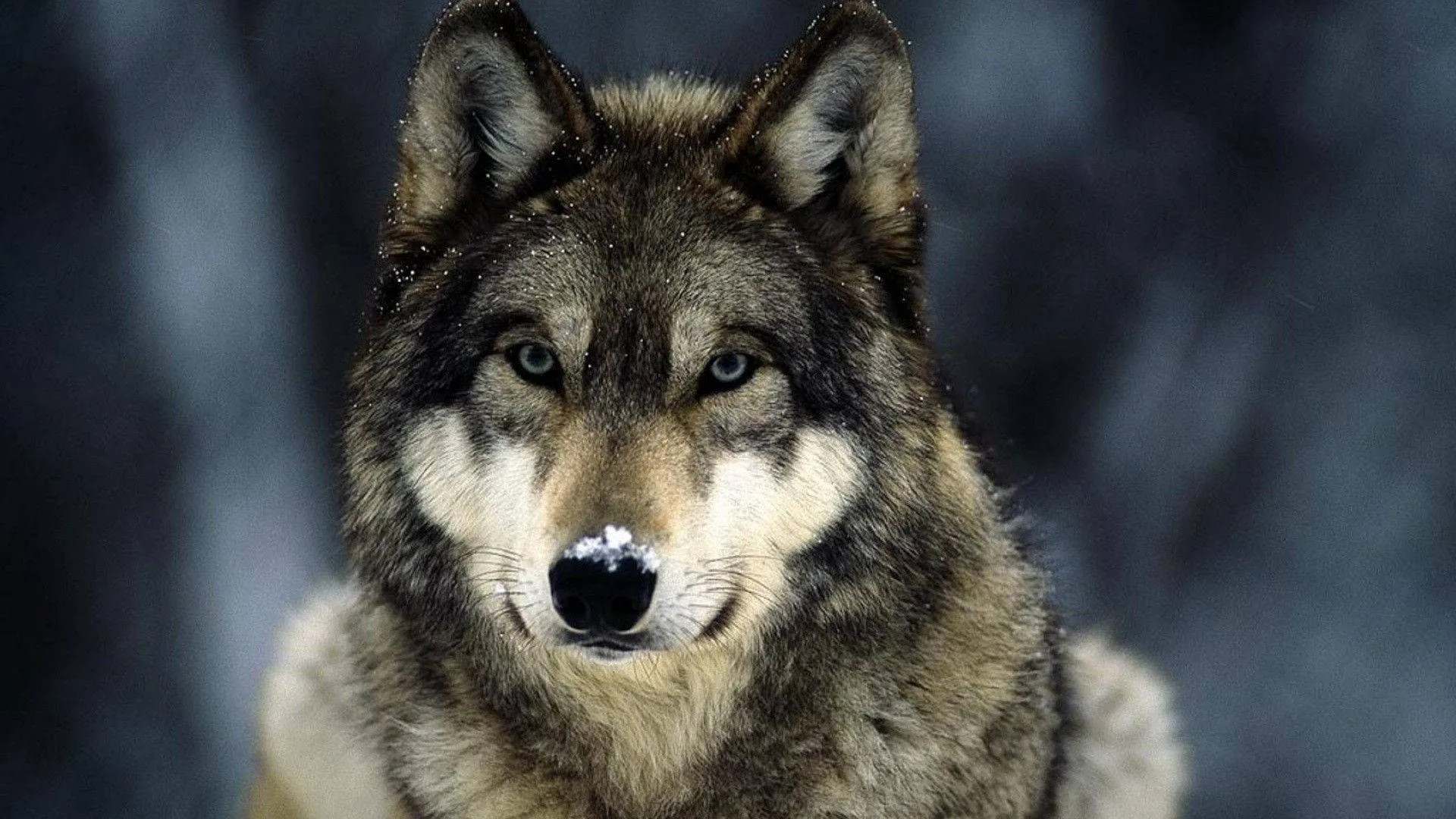 Download Wolf Wallpaper