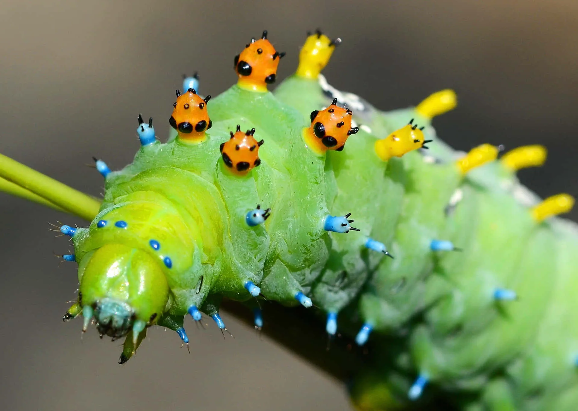 Download Working Diligently With Caterpillar