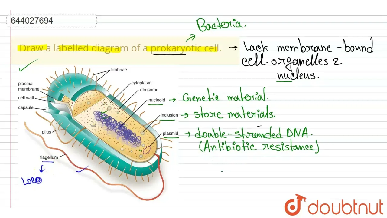 Draw A Neat And Labelled Diagram Of A Typical Prokaryotic Cell