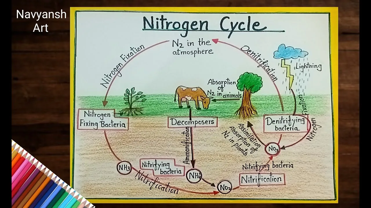 Draw A Schematic Diagram Of Nitrogen Cycle And Explain It Ni