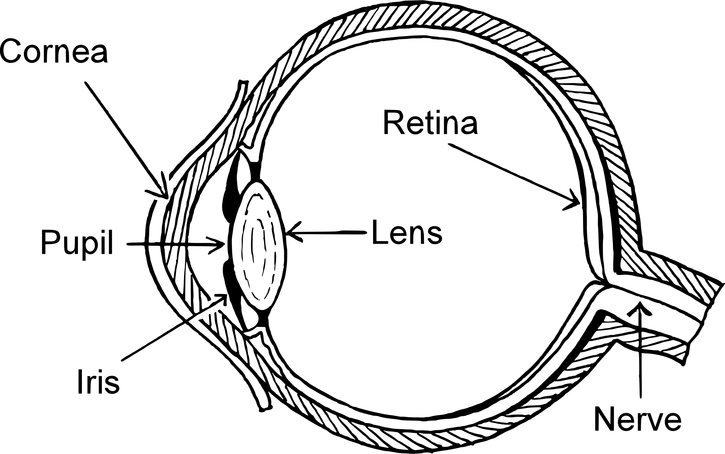 Draw A Well Labelled Diagram Of Human Eye