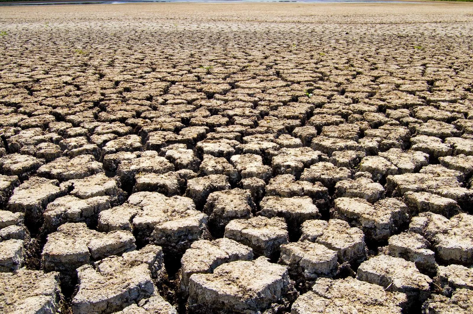 Dry Land