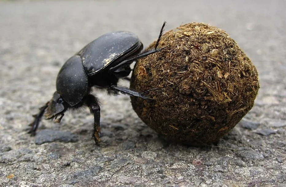Dung Beetle Astronomers Earthdate