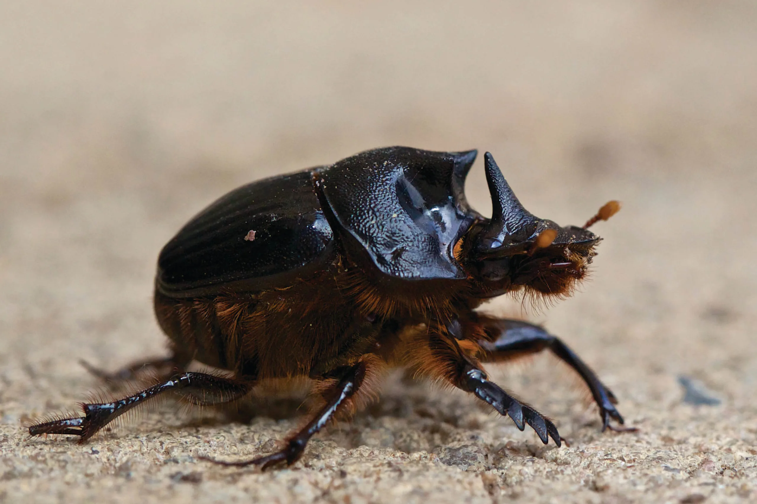 Dung Beetles Land For Wildlife