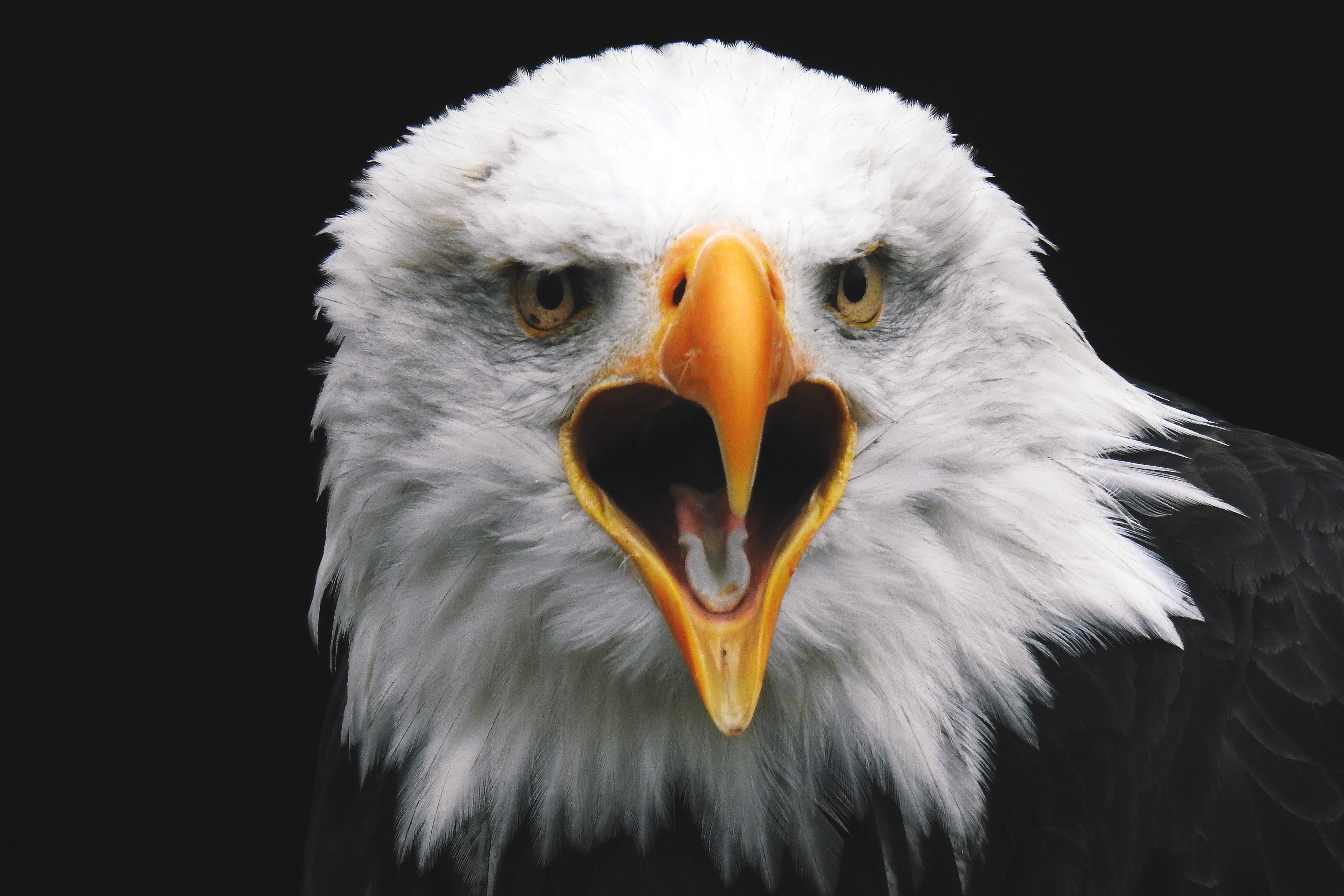 Eagle Images Free