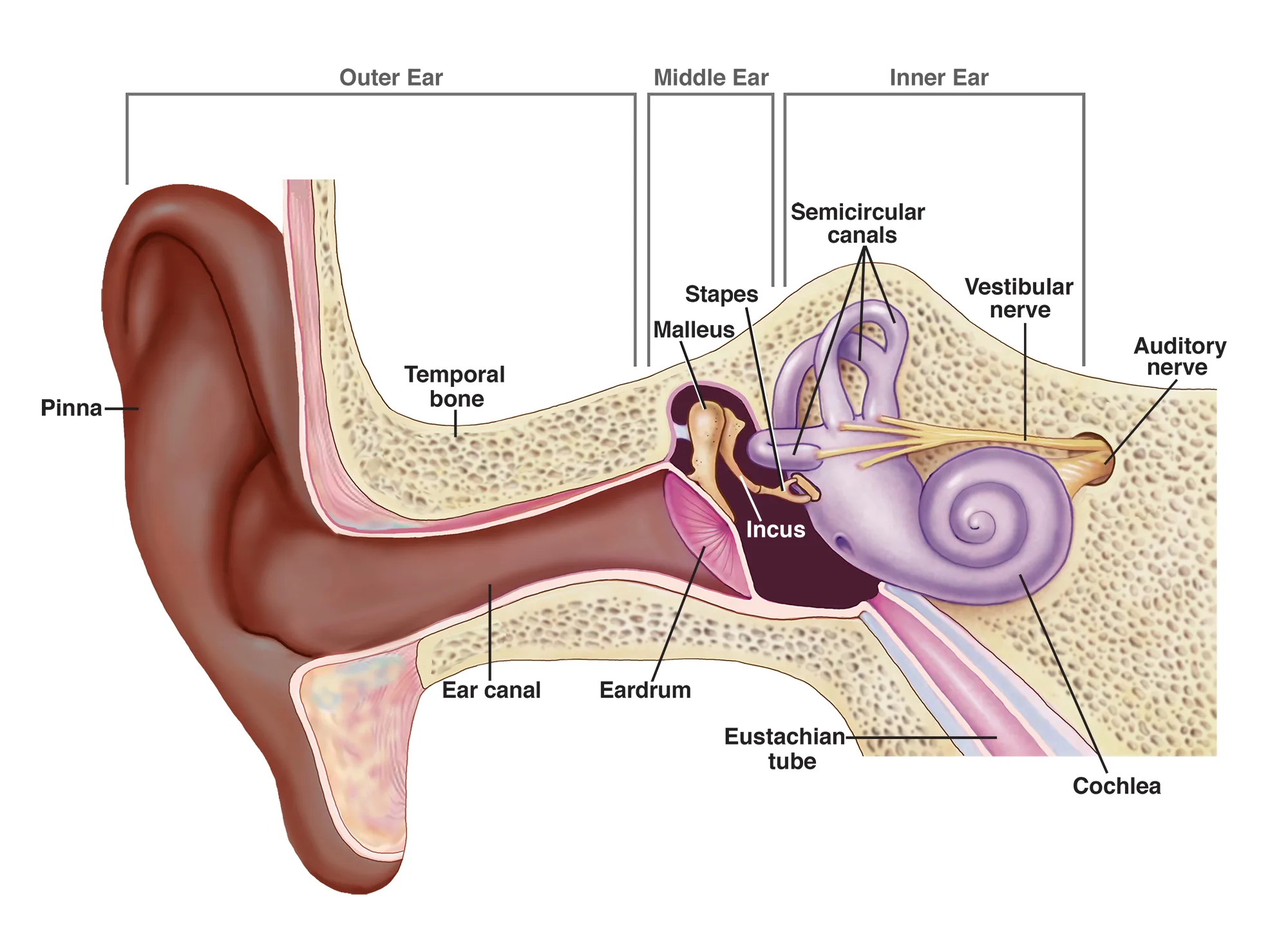 Ear Sinus Diagram Ear Structures Labeled Structure Figure Me