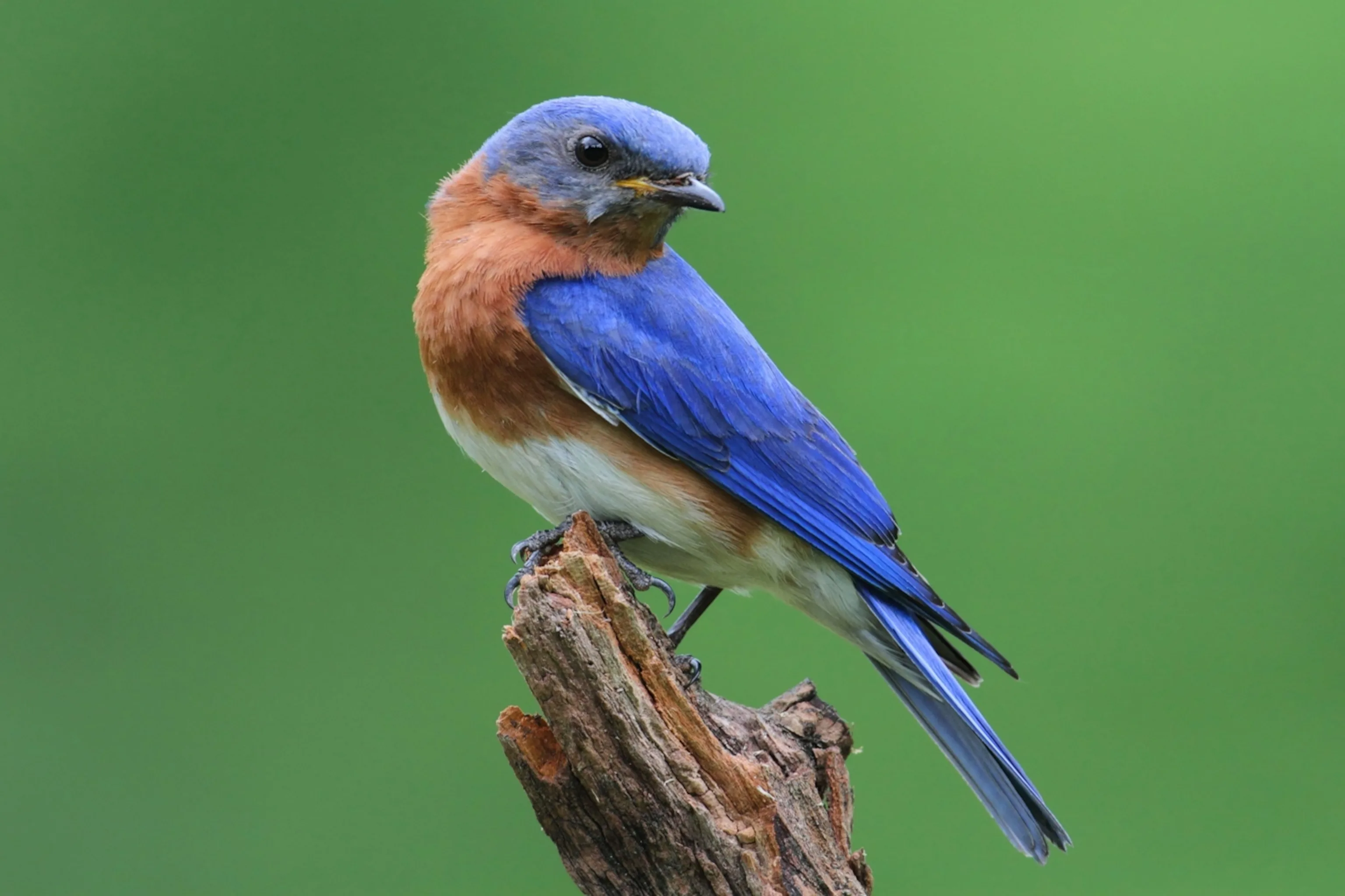 Eastern Bluebird Wallpaper