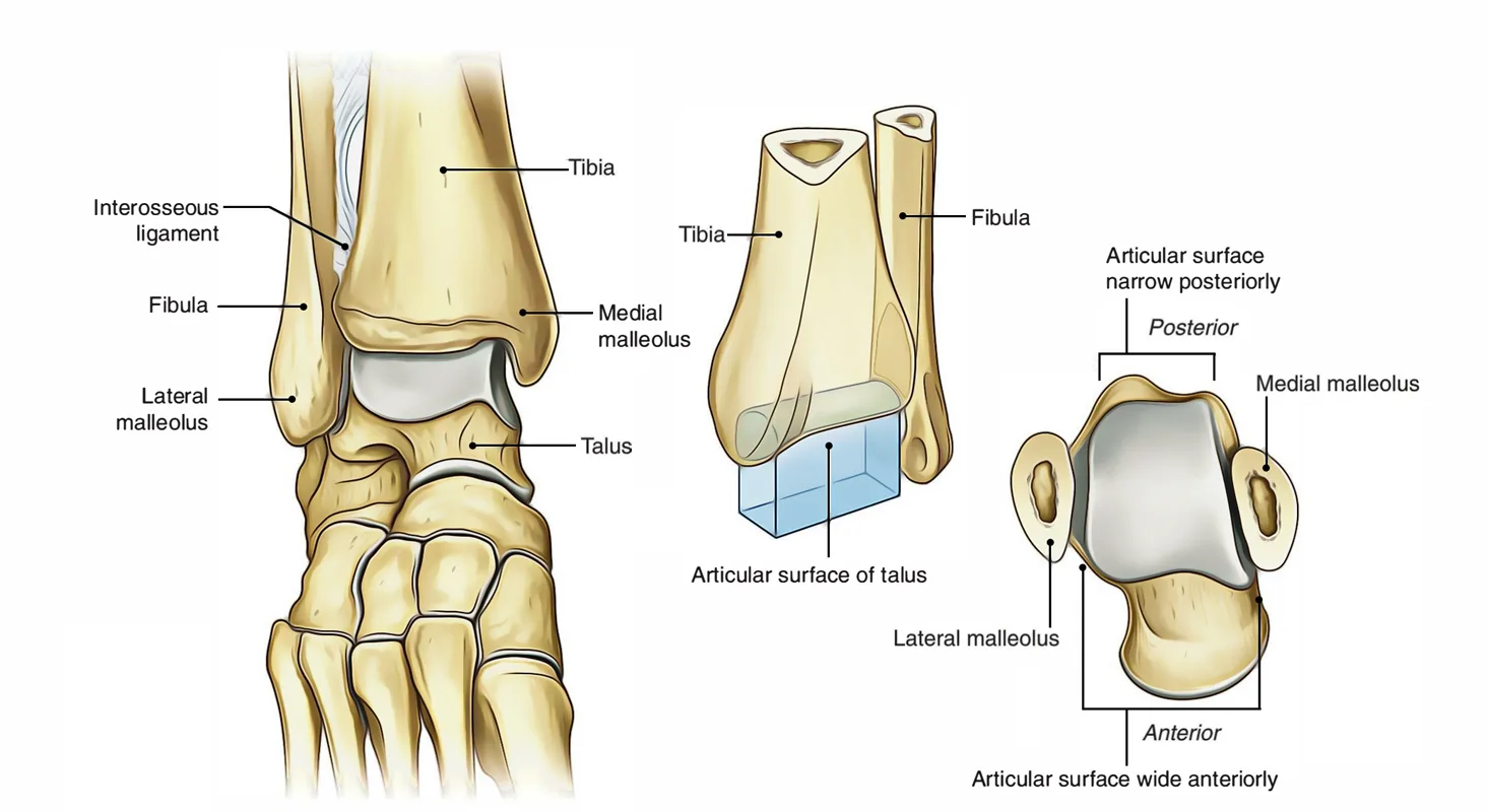 Easy Notes On Ankle Joint Talocrural Joint Learn In Just 4 Minutes