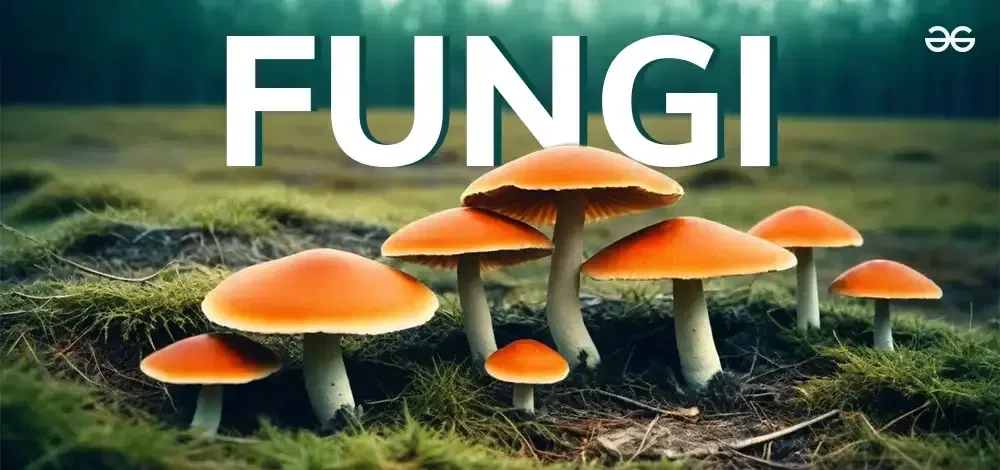 Economic Importance Of Fungi Geeksforgeeks