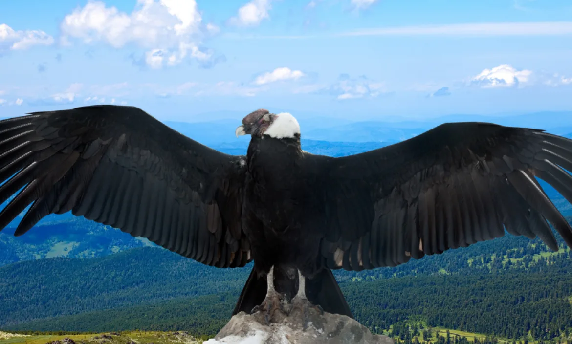 Ecuador Qué Se Conmemora Este 7 De Julio