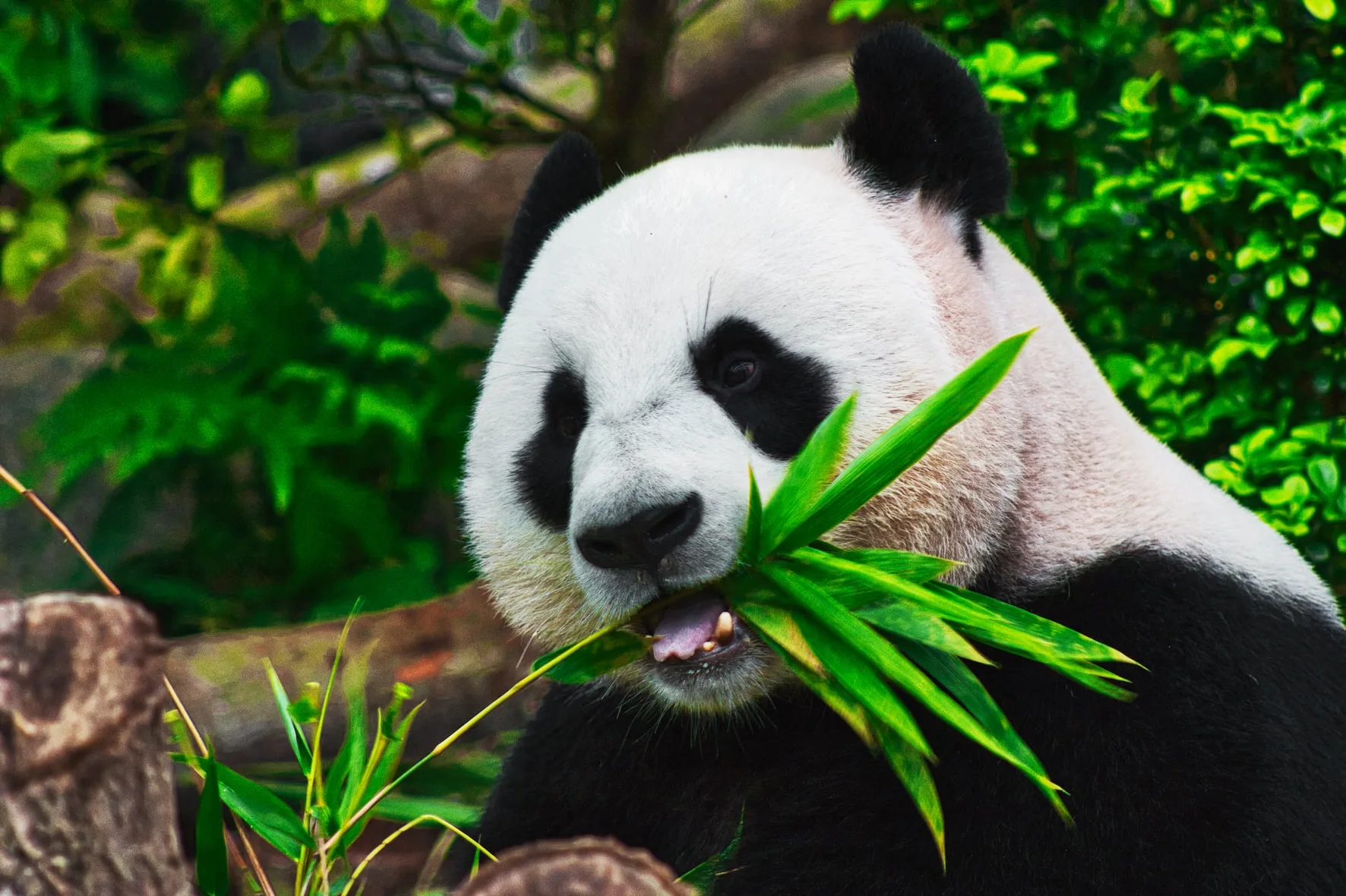 Educational Fun Animal Questions For Kids Best Quiz Questions